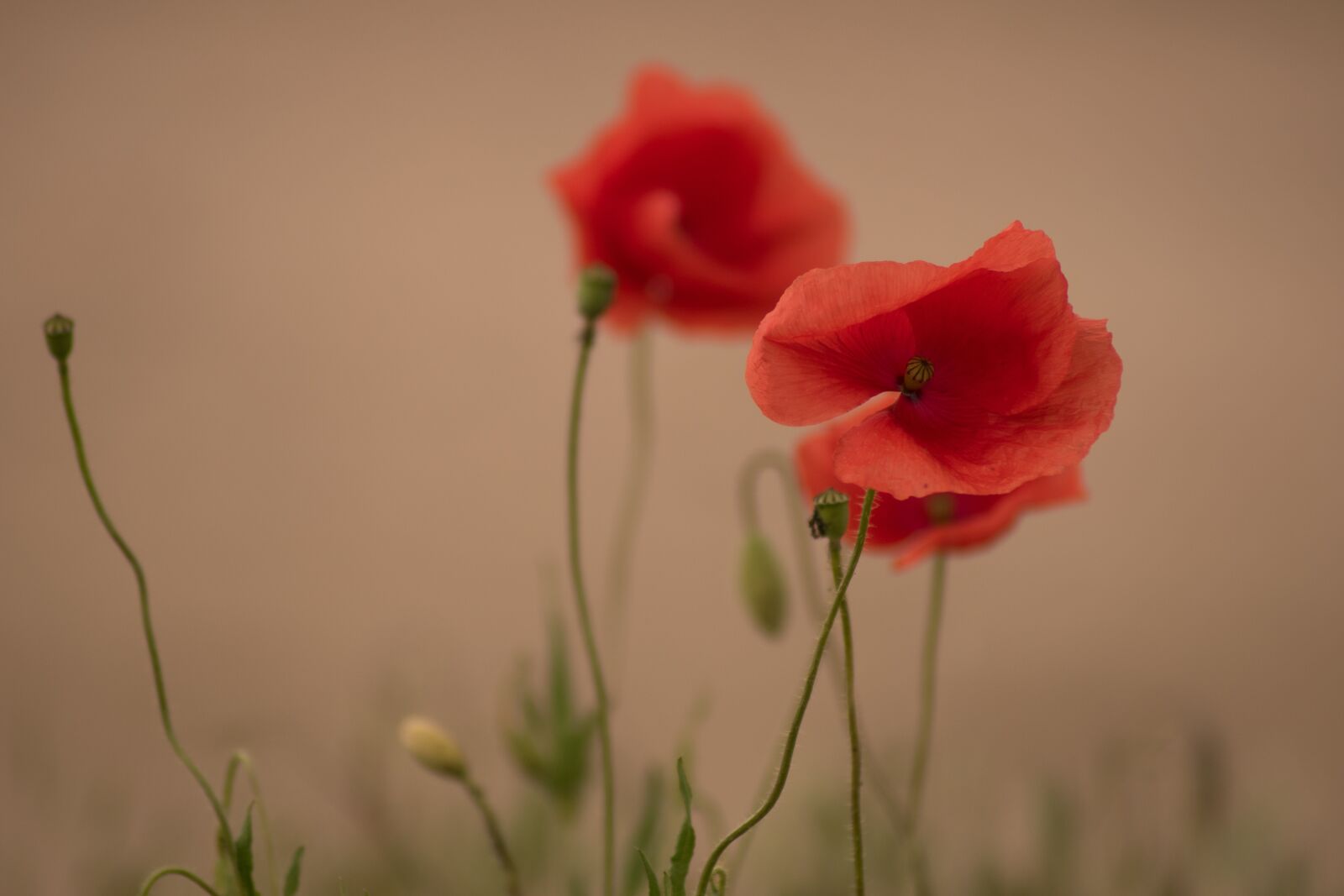 Nikon D5600 sample photo. Poppy, flower, nature photography