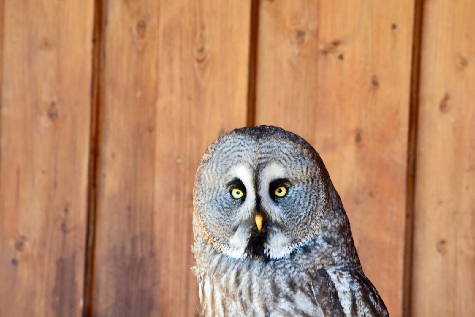 Nikon D7100 sample photo. Bart owl, falconry, bird photography