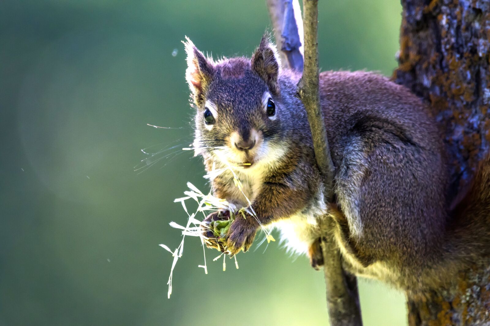 Canon EOS 7D Mark II sample photo. Animal, cute, nature photography