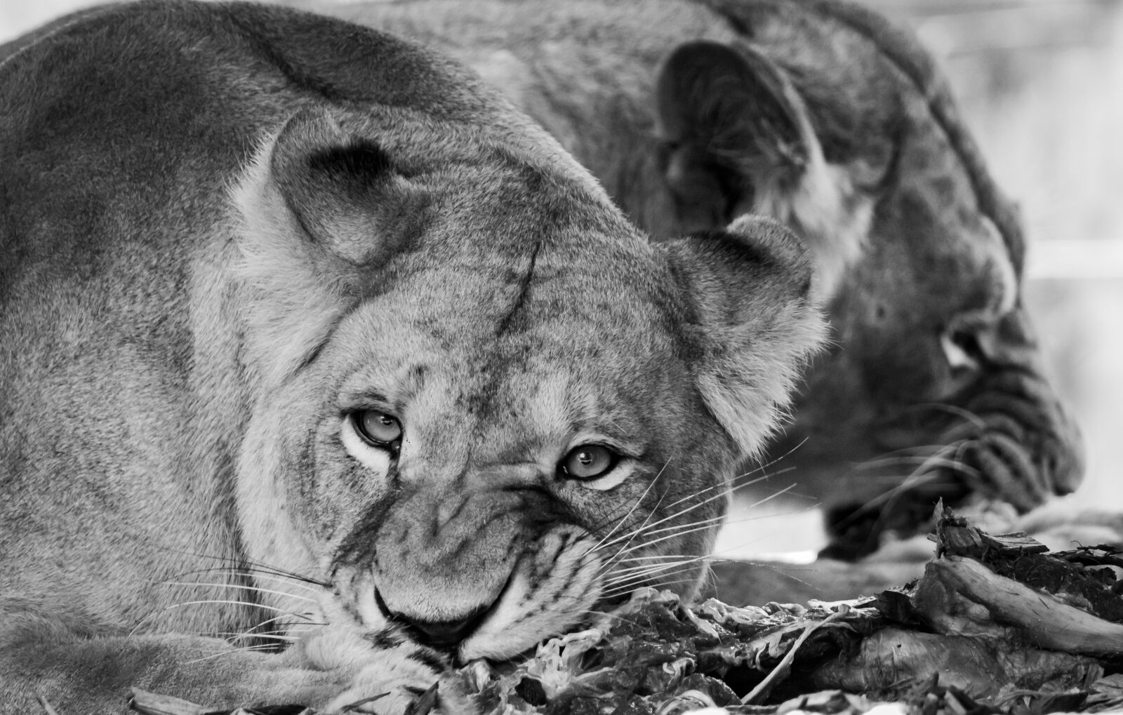 Canon EOS 80D sample photo. Lion, predators, animals photography
