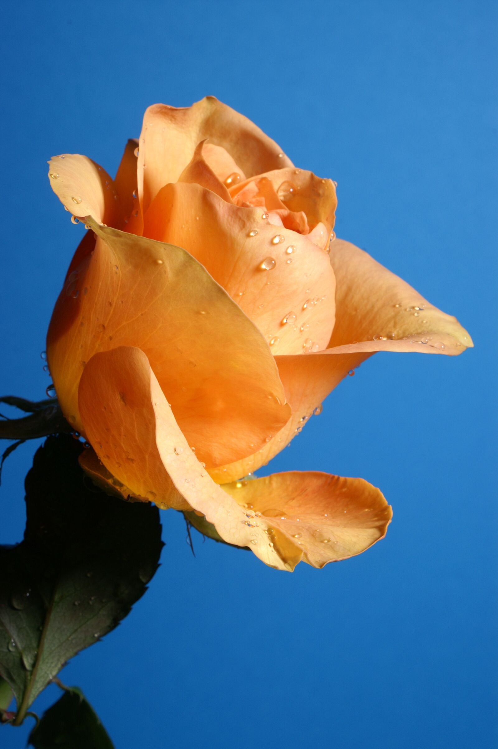KONICA MINOLTA DYNAX 5D sample photo. Rose, orange, sky photography