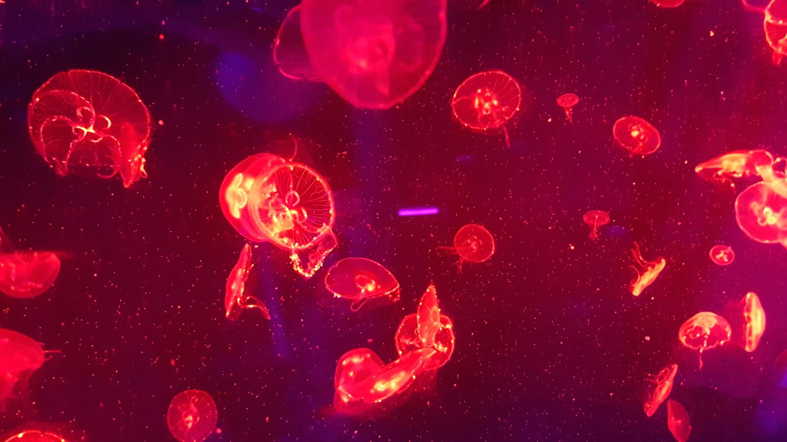 Samsung Galaxy S8 sample photo. Jellyfish, aquarium, underwater photography