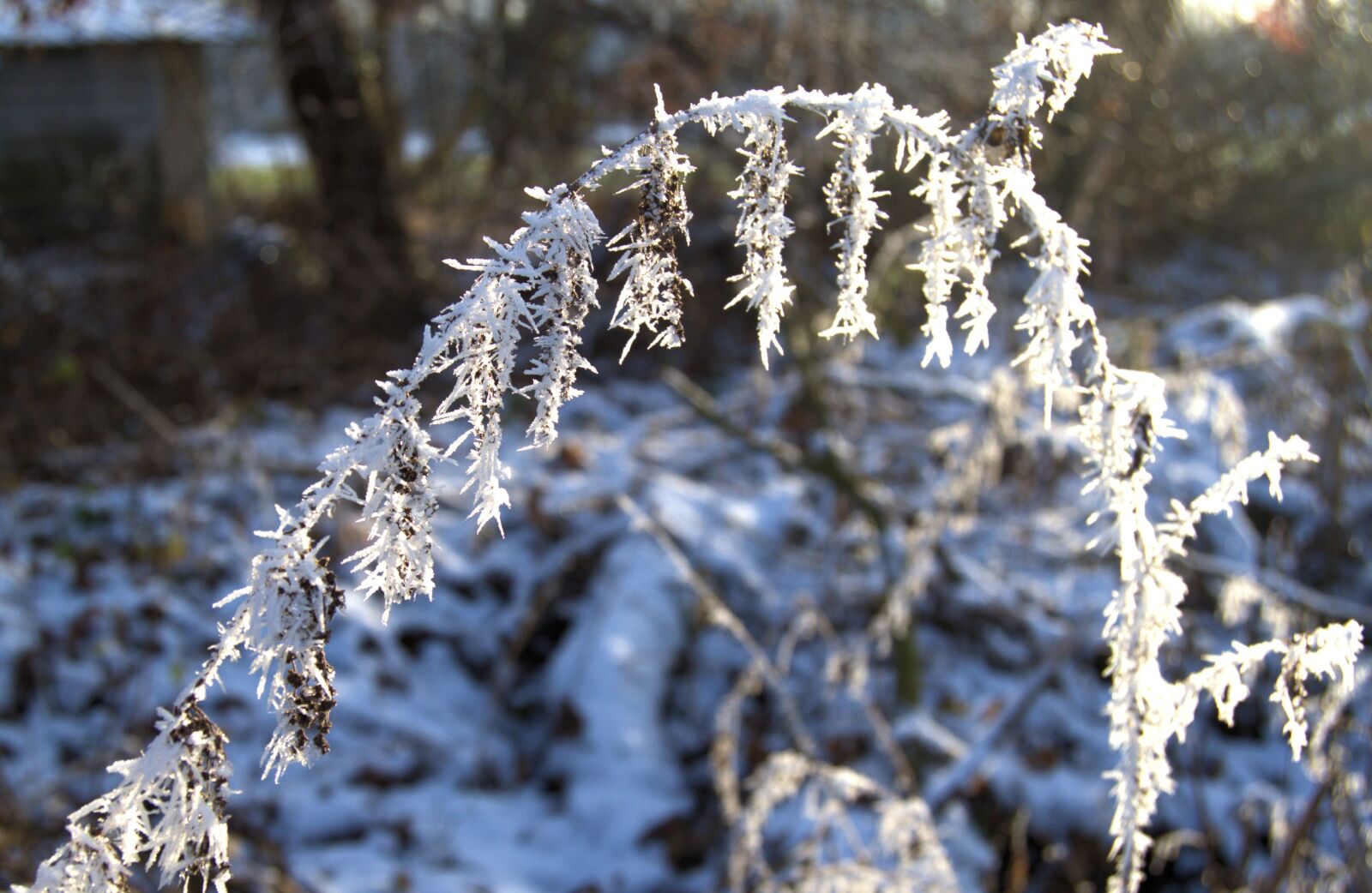Nikon D3100 sample photo. Winter, plant, iced photography