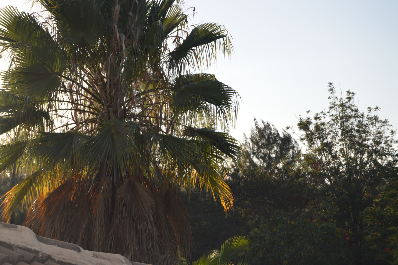 Nikon D3200 sample photo. Nature, photography photography