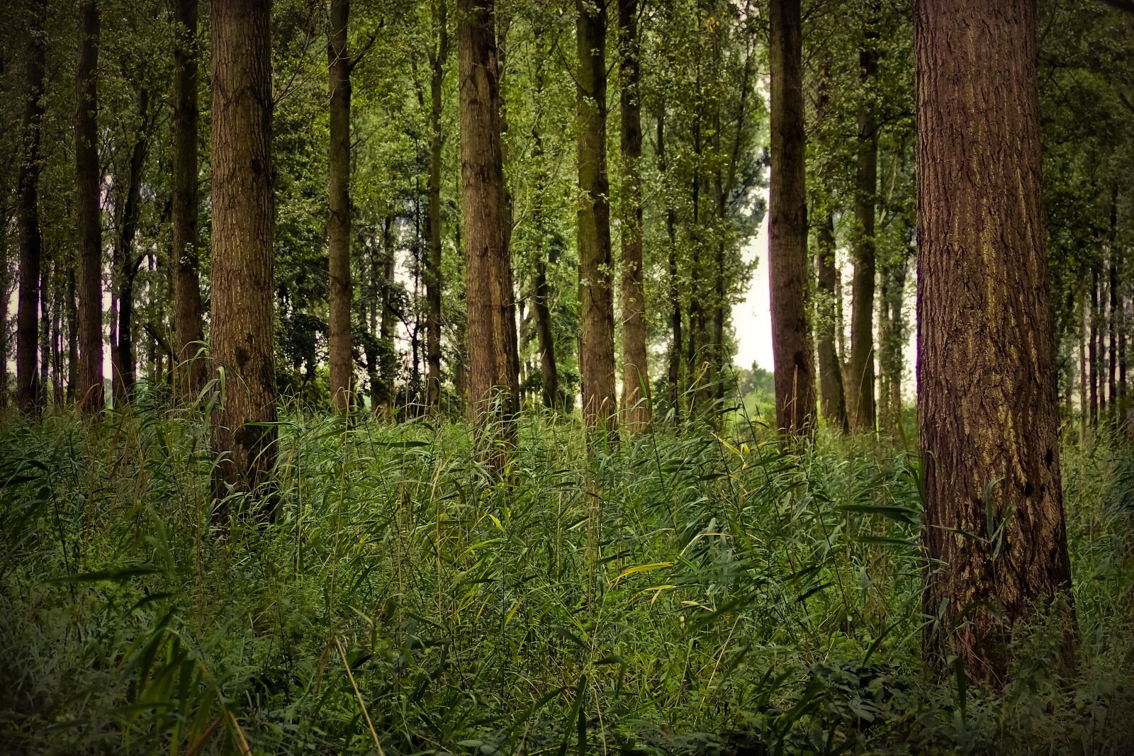 Olympus OM-D E-M10 sample photo. Forest, trees, landscape photography