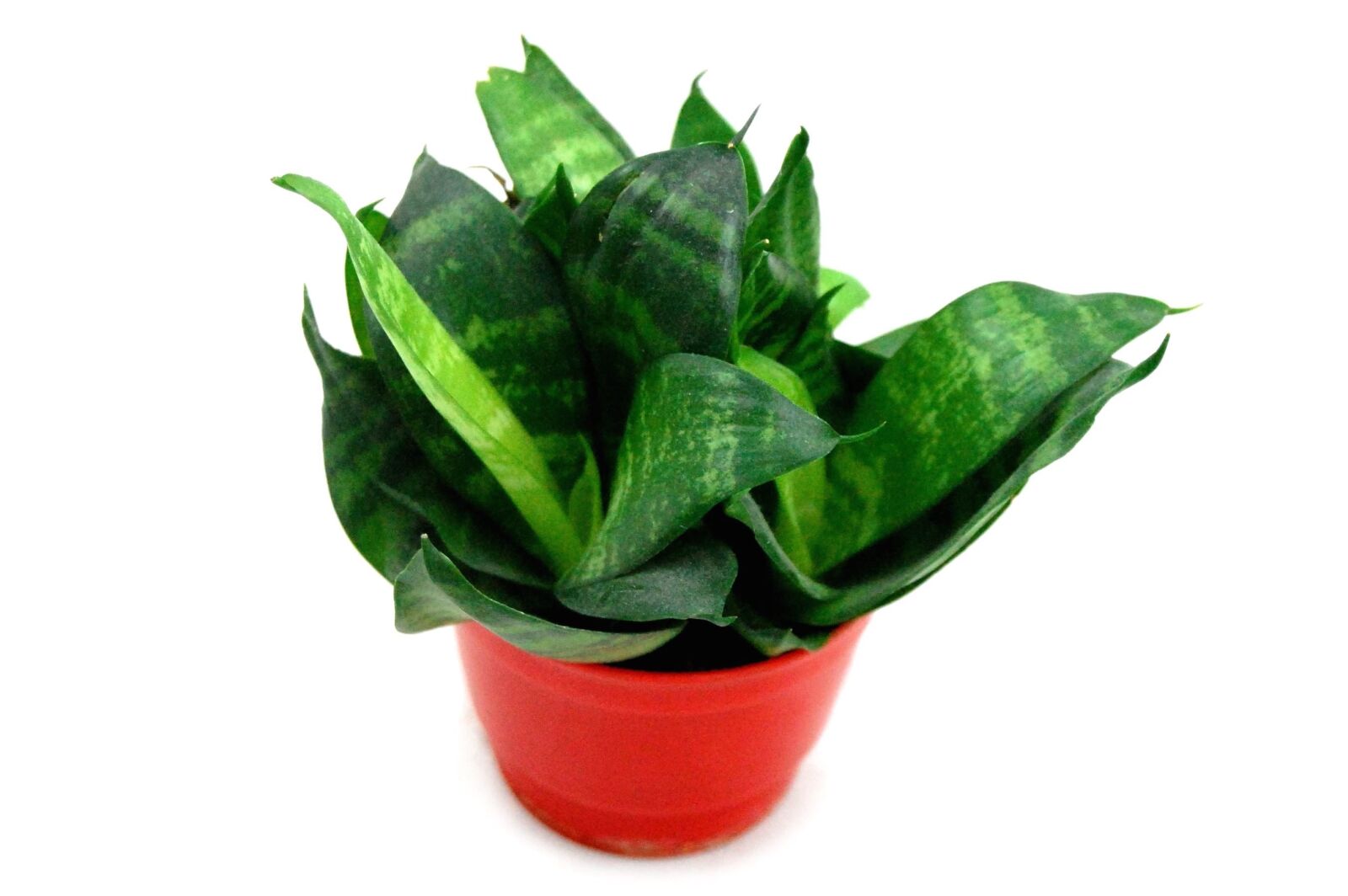 Nikon D40 sample photo. Leaf, plant, flower pot photography