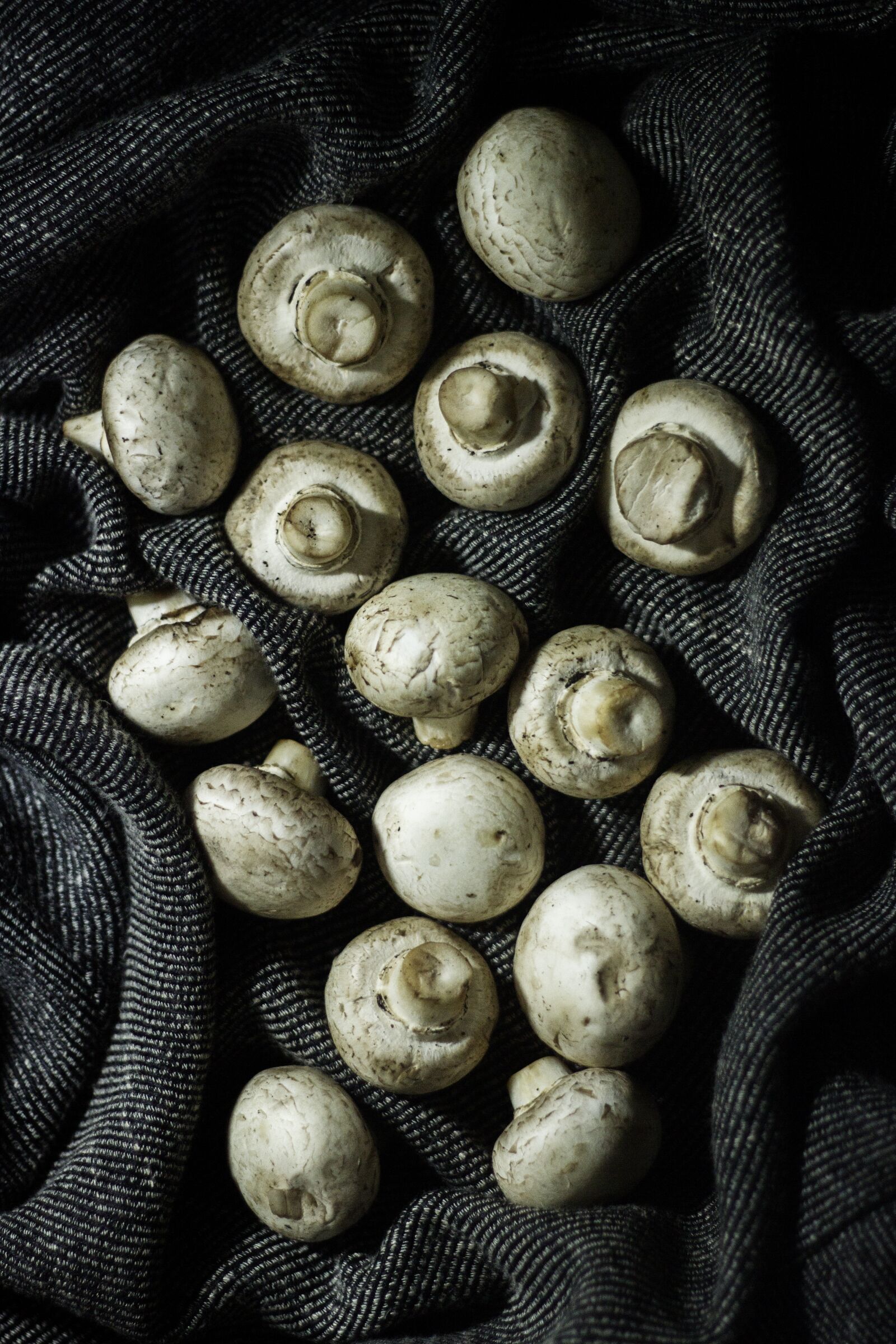 Canon EOS 600D (Rebel EOS T3i / EOS Kiss X5) + Canon EF 50mm F1.8 II sample photo. Mushroom, dramatic, vegetable photography