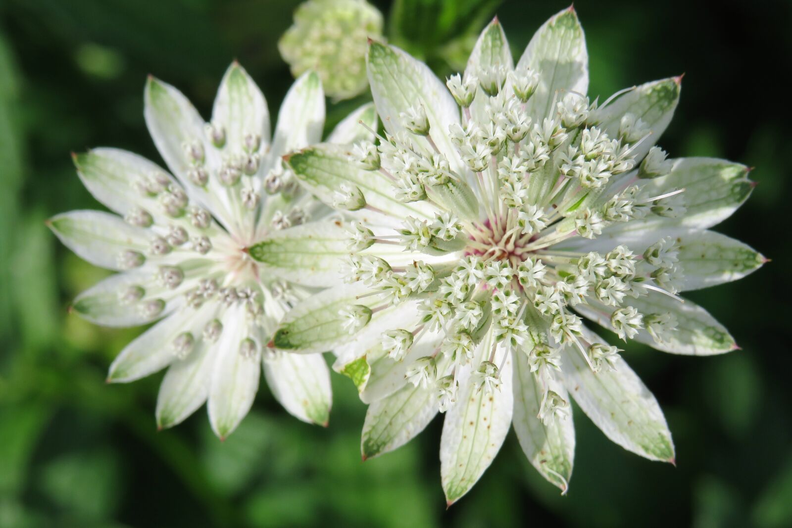 Canon PowerShot SX540 HS sample photo. White, flower, nature photography