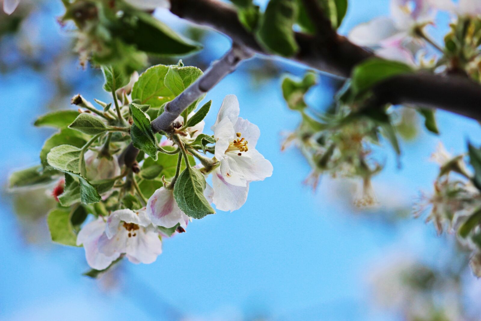 Canon EOS 600D (Rebel EOS T3i / EOS Kiss X5) sample photo. Apple blossom, spring, nature photography