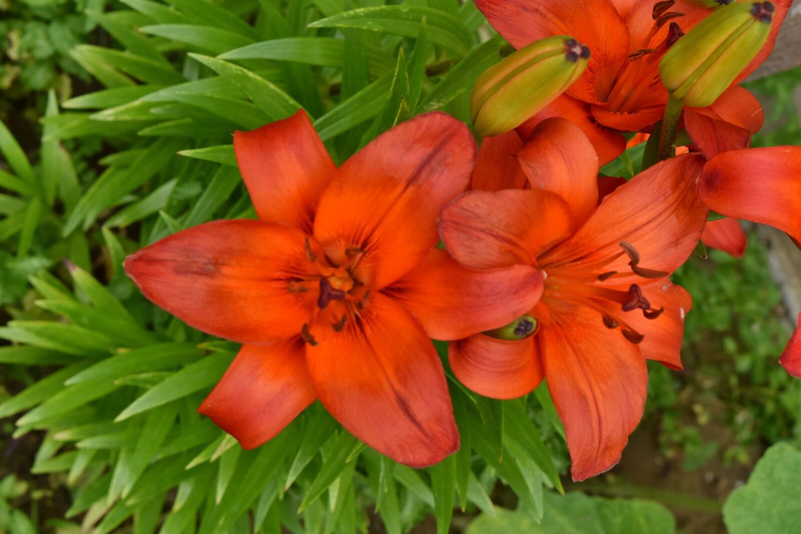 Nikon D5500 sample photo. Flower garden, flowering, spring photography