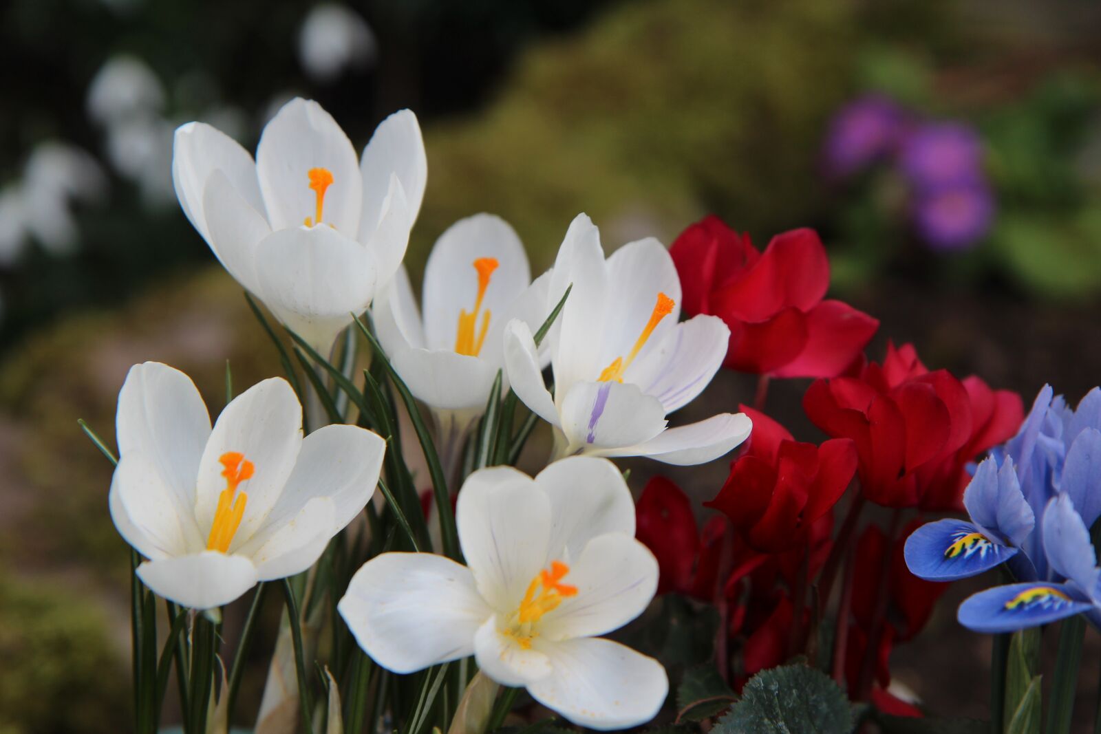 Canon EOS 600D (Rebel EOS T3i / EOS Kiss X5) sample photo. Crocus white, crocus, flowering photography