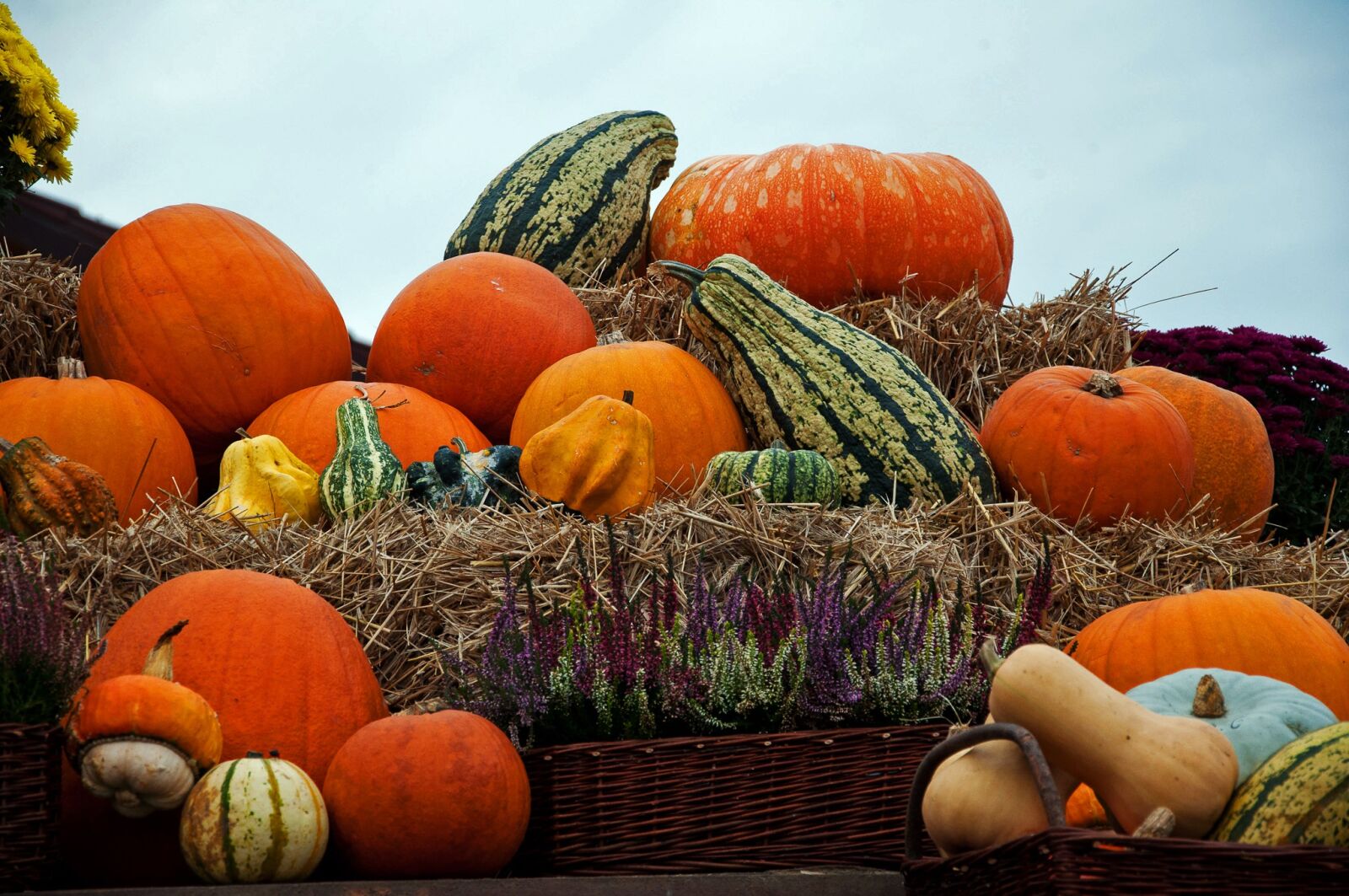 Nikon D90 sample photo. Pumpkin, autumn, pumpkins photography
