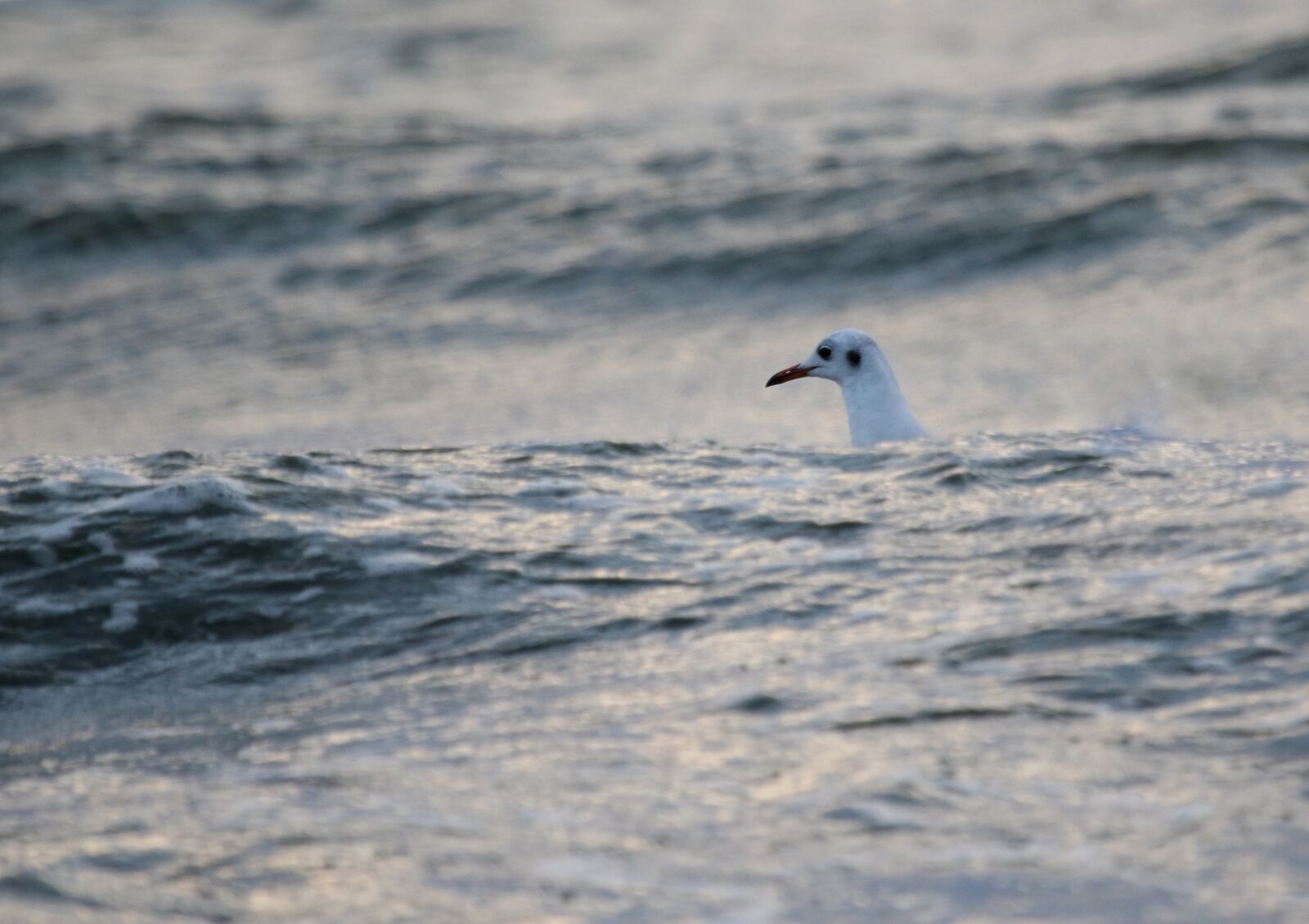 Canon EOS 7D Mark II + Canon EF 100-400mm F4.5-5.6L IS USM sample photo. Seagull, water, hidden photography