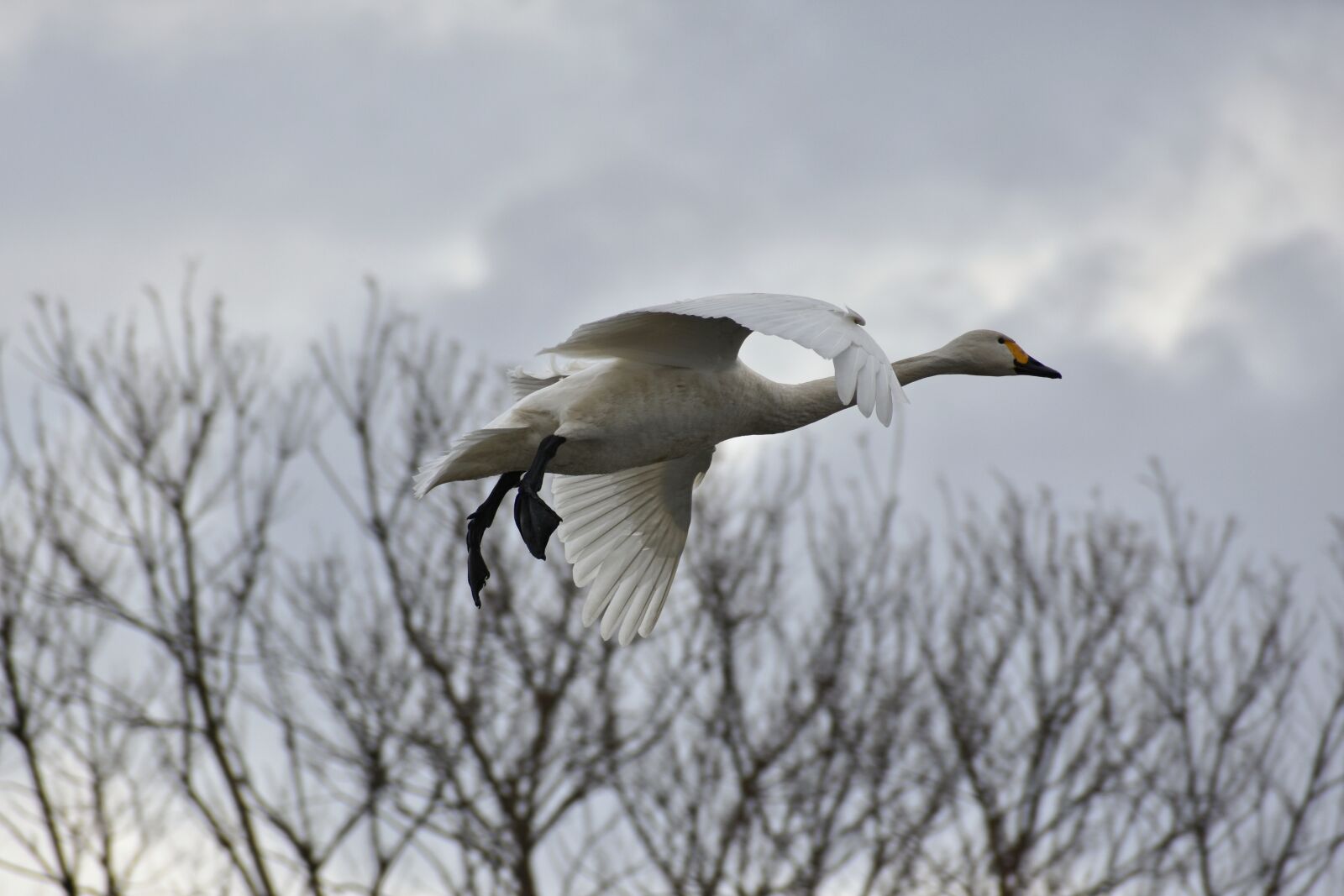 Nikon D7200 sample photo. Animal, sky, wood photography