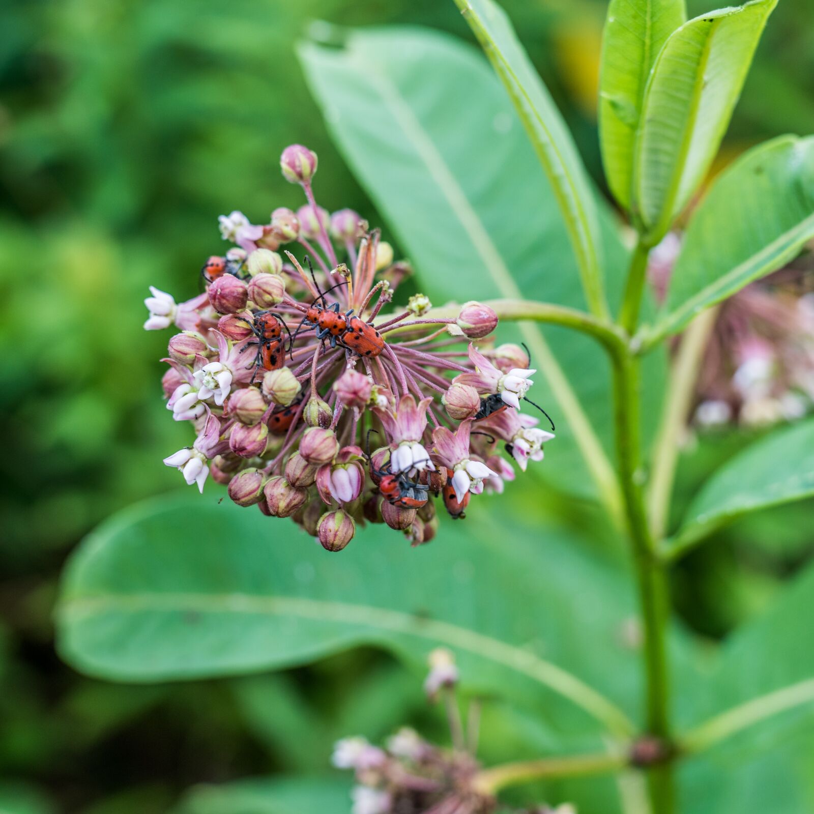 Nikon D750 sample photo. Bugs, flowers, plants photography