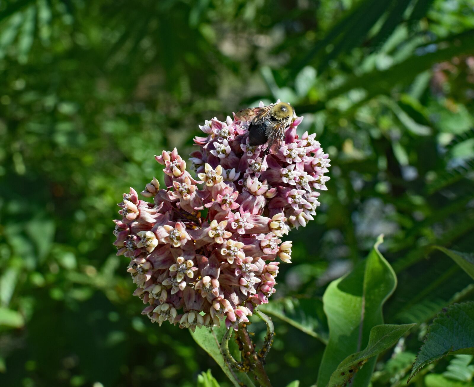 Nikon D3300 sample photo. Milkweed with bee, milkweed photography