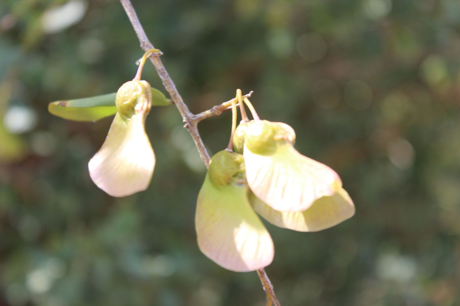 Canon EOS 1200D (EOS Rebel T5 / EOS Kiss X70 / EOS Hi) sample photo. Africa, zambia, nature photography