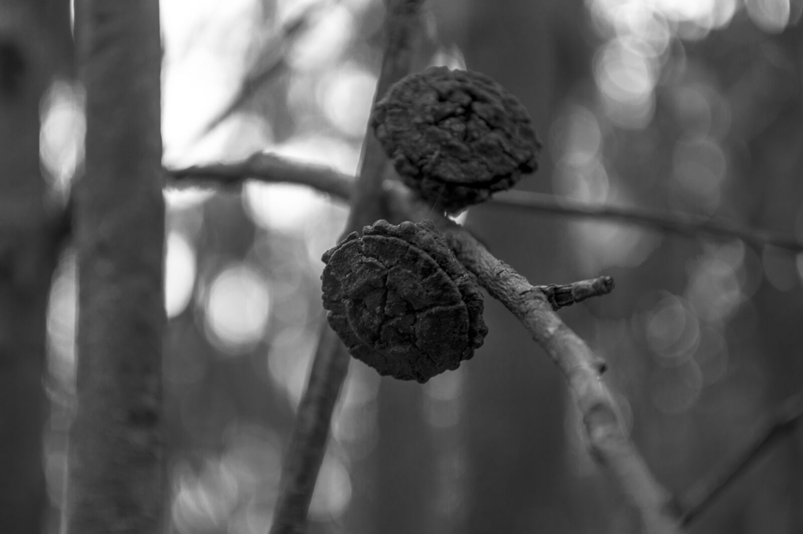 Nikon D3200 sample photo. Eviroment, nature, tree, tree photography