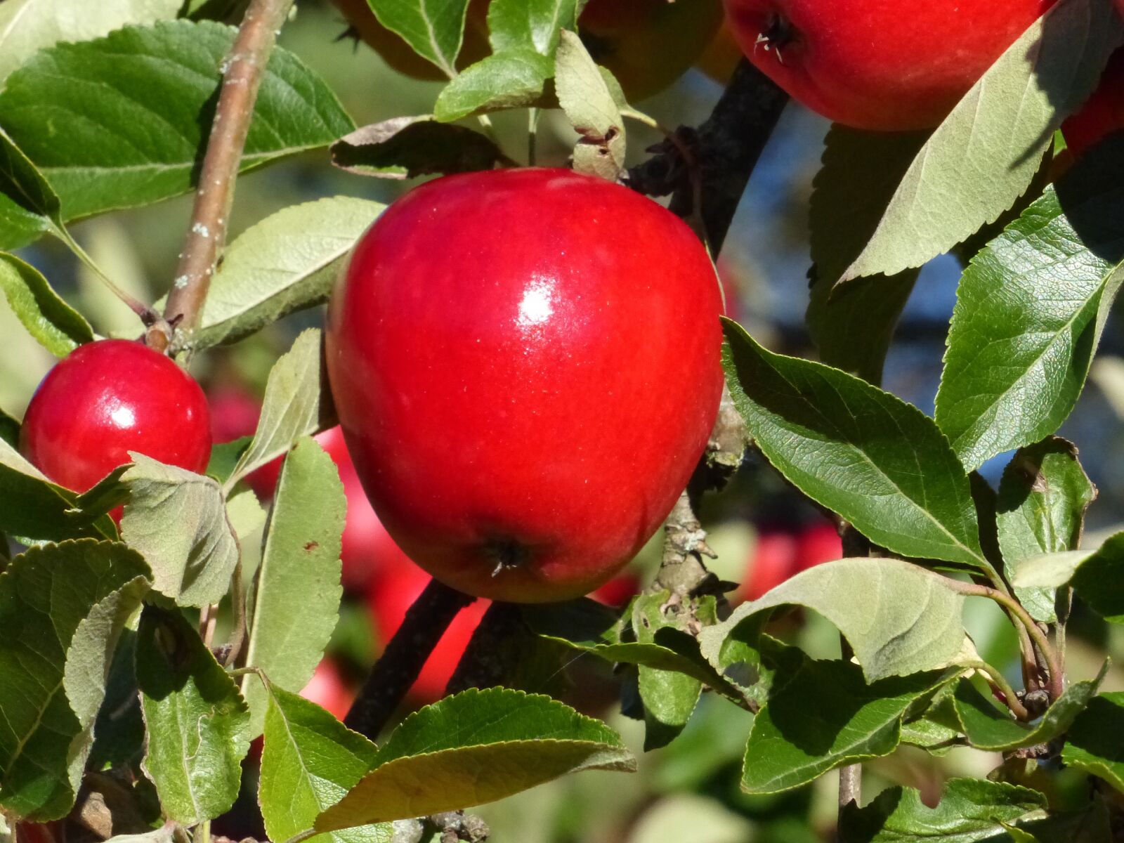 Panasonic Lumix DMC-FZ200 sample photo. Apple, red, autumn photography