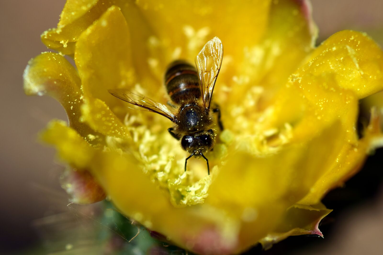 Nikon D3300 sample photo. Bee, prickly pear, cactus photography