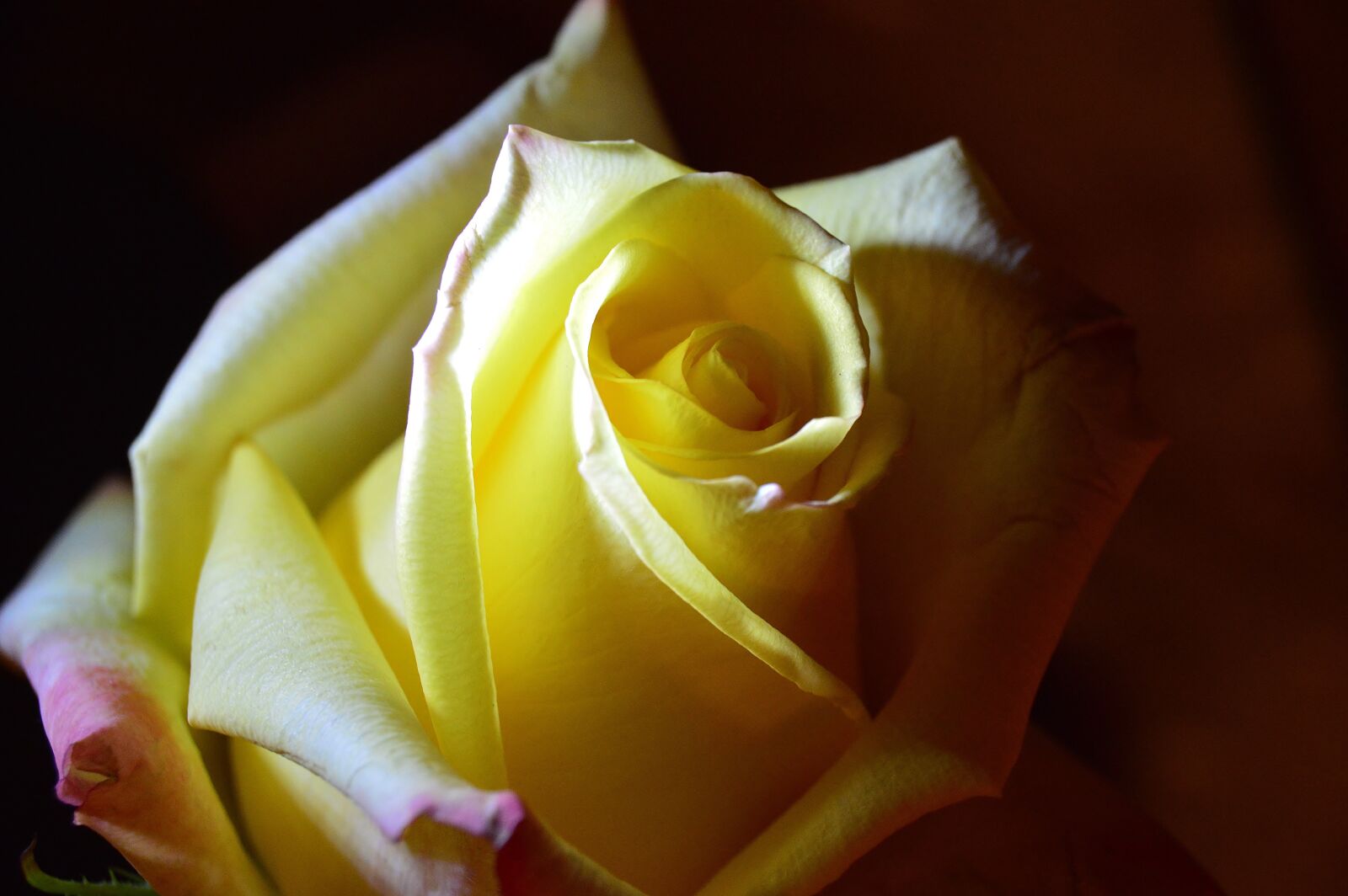 Nikon D3200 sample photo. "Flowers, roses, yellow" photography