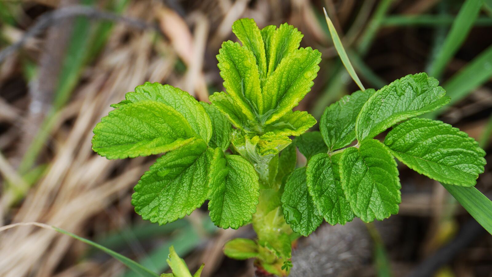 Panasonic Lumix DMC-GH3 sample photo. Leaf, plants, nature photography