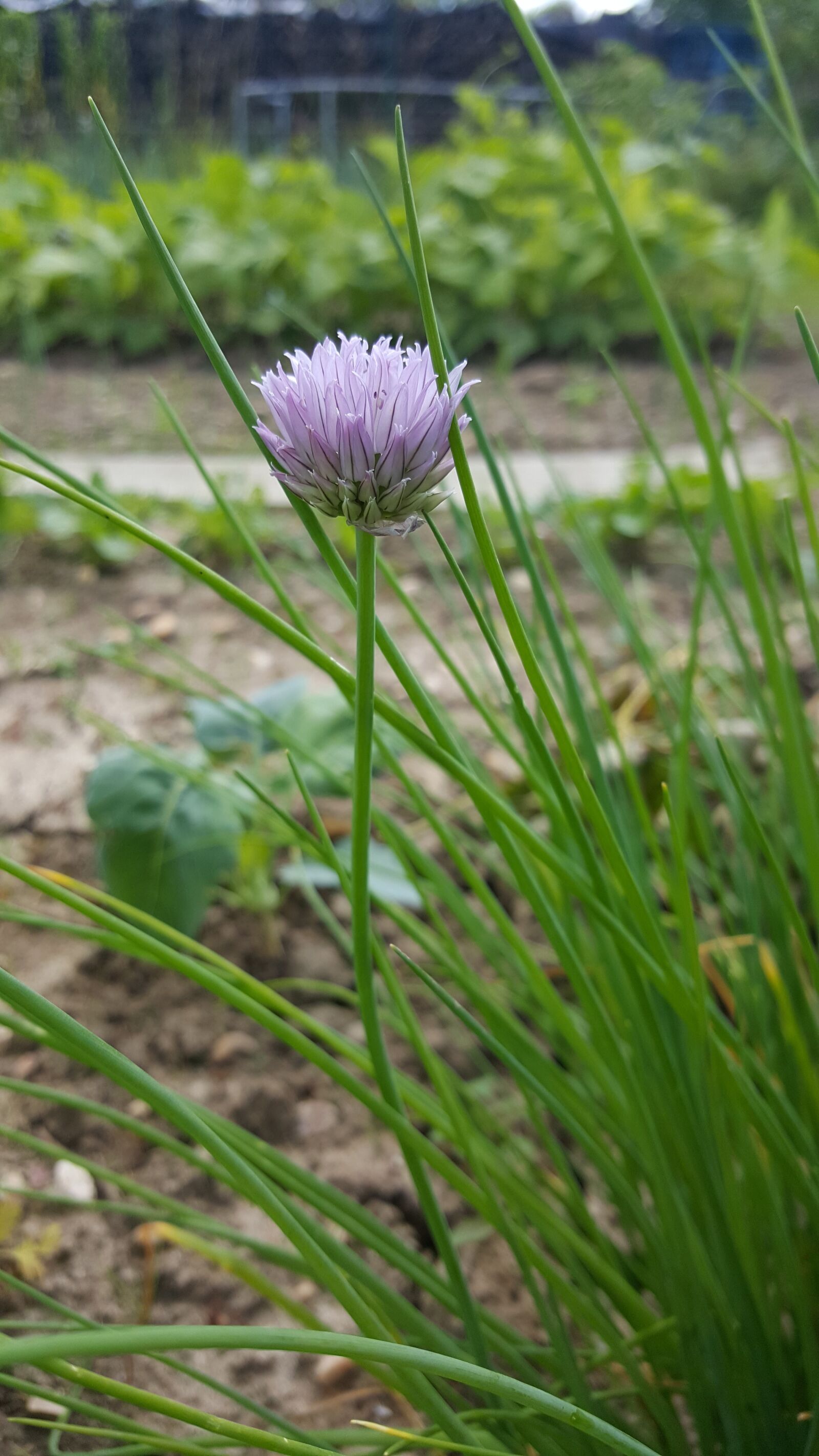 Samsung Galaxy S6 sample photo. Nature, plant, no person photography