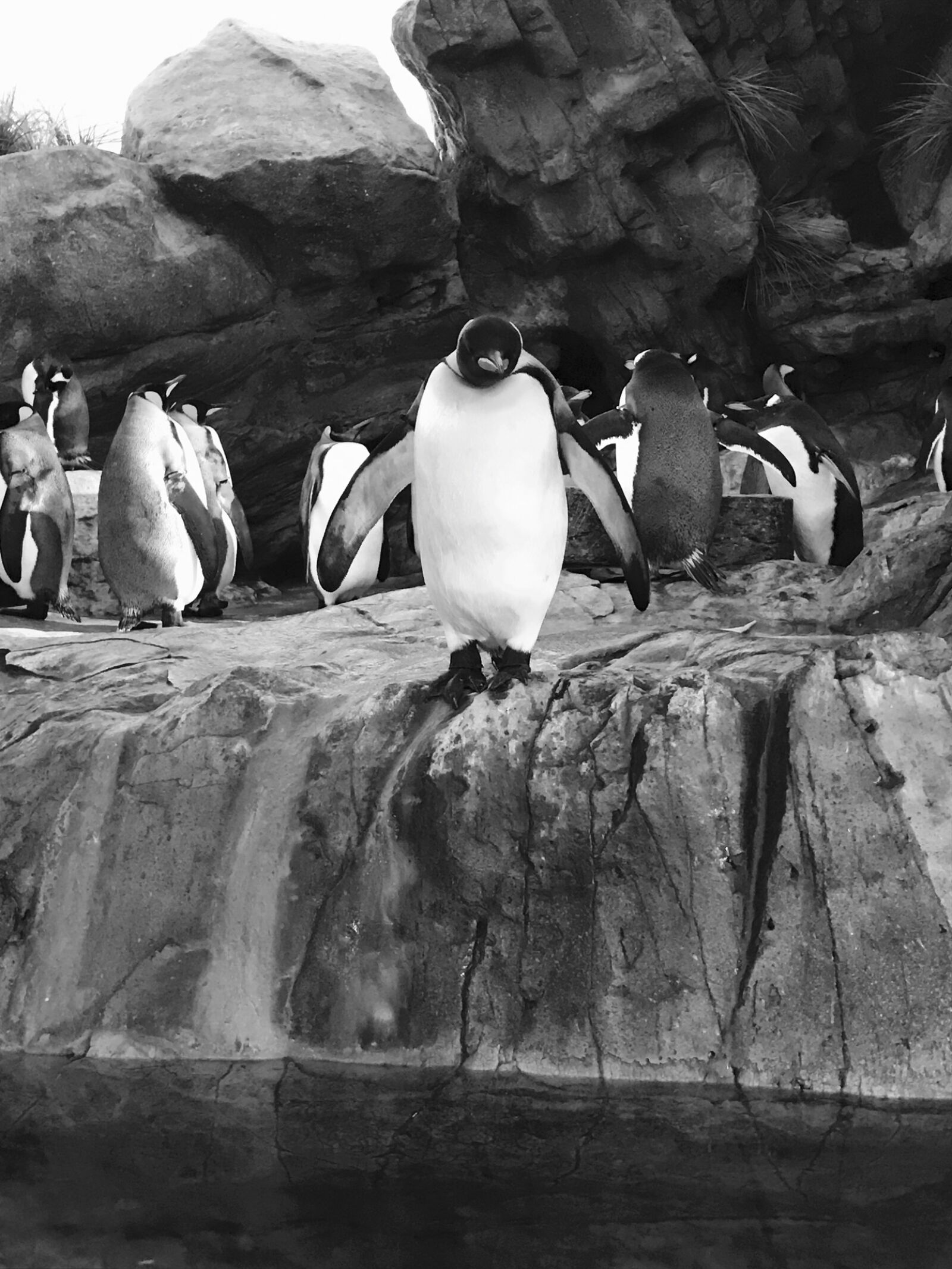 iPhone 7 back camera 3.99mm f/1.8 sample photo. Penguins, zoo photography