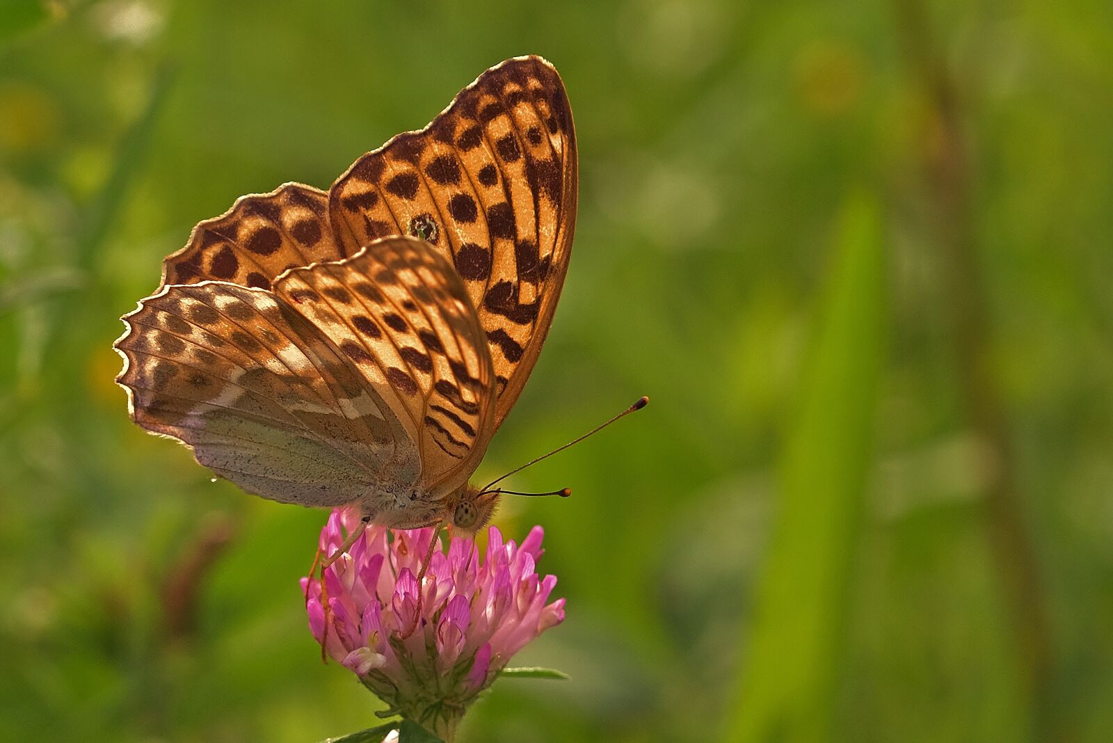 Nikon D5200 sample photo. Butterfly, flower, pollination photography