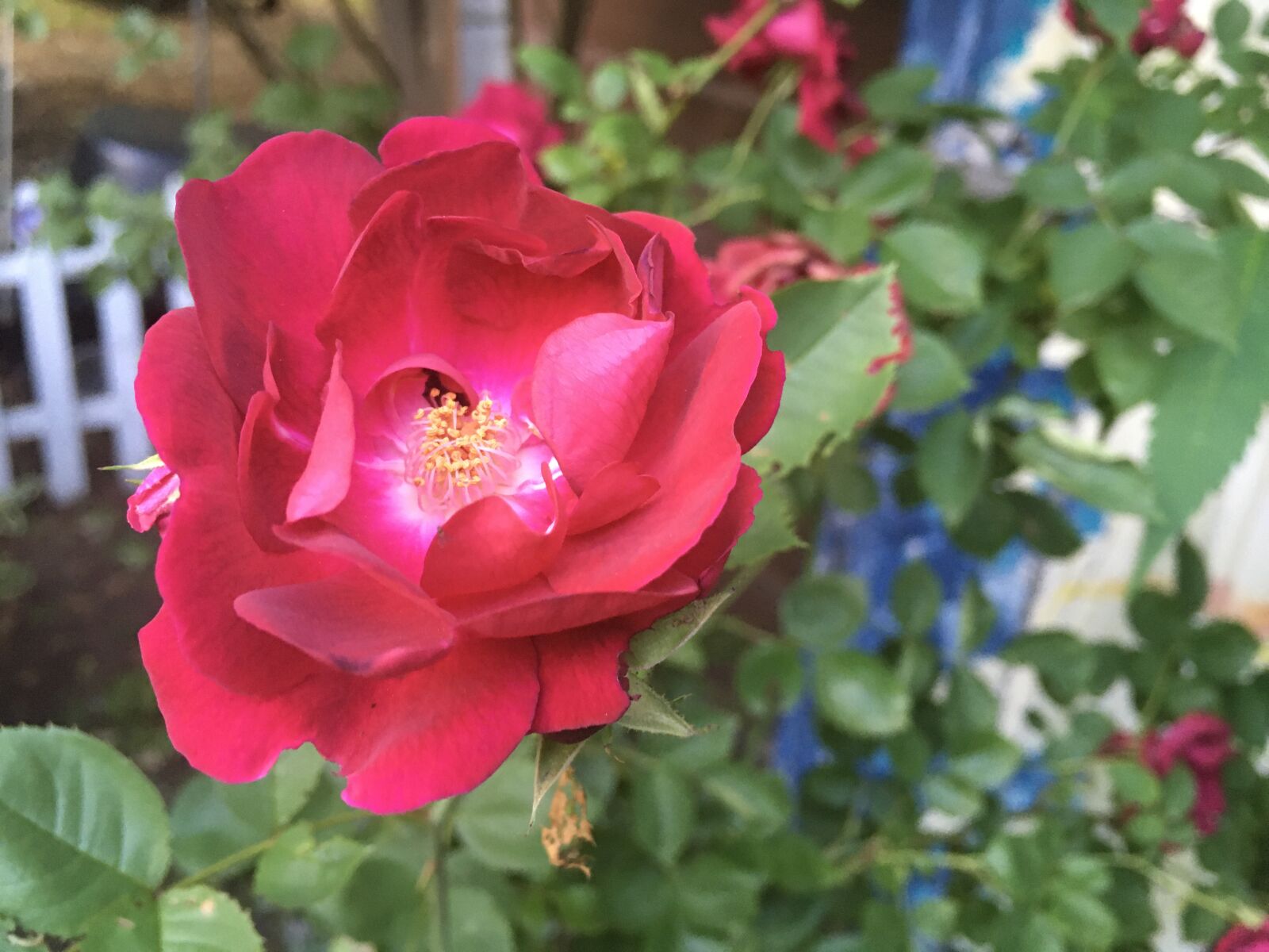 iPad Pro back camera 4.15mm f/2.2 sample photo. Antique rose, garden, trellis photography