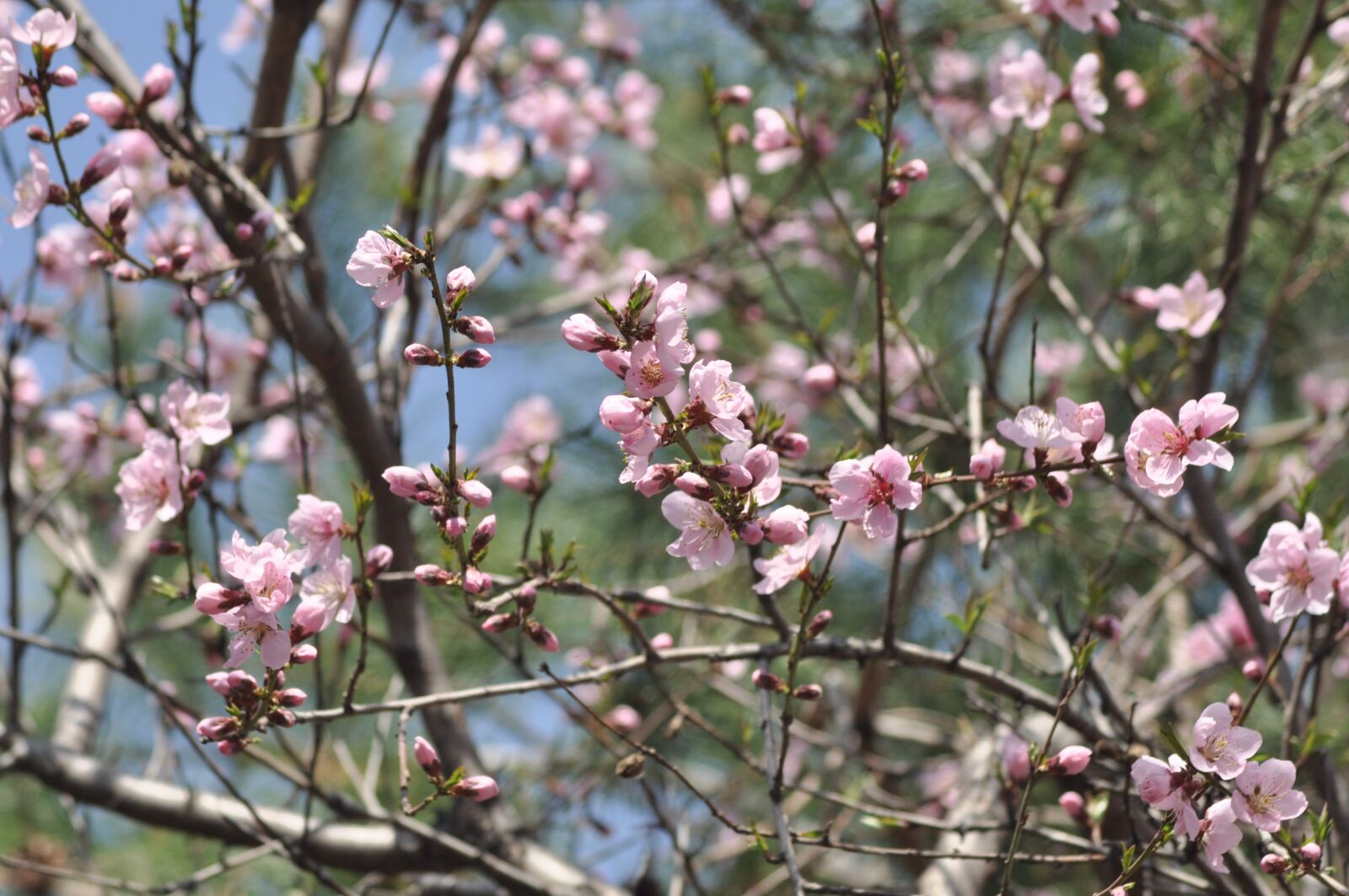 Nikon D90 sample photo. Flowers, spring, pink photography