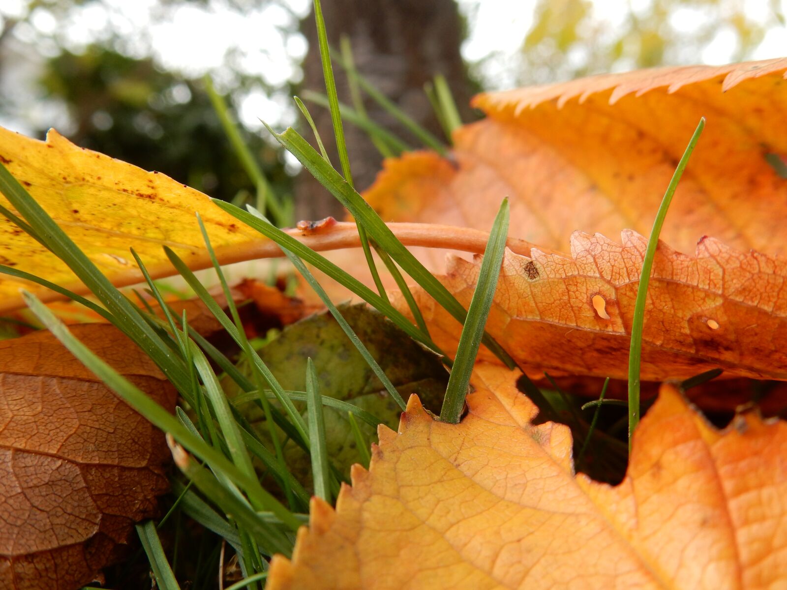 Nikon Coolpix S9900 sample photo. Autumn, leaves, cherry tree photography