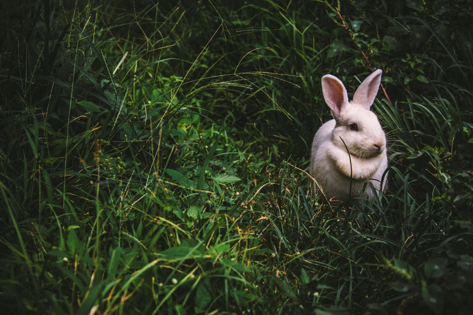 Canon EOS 60D sample photo. Animal, bunny, cute photography