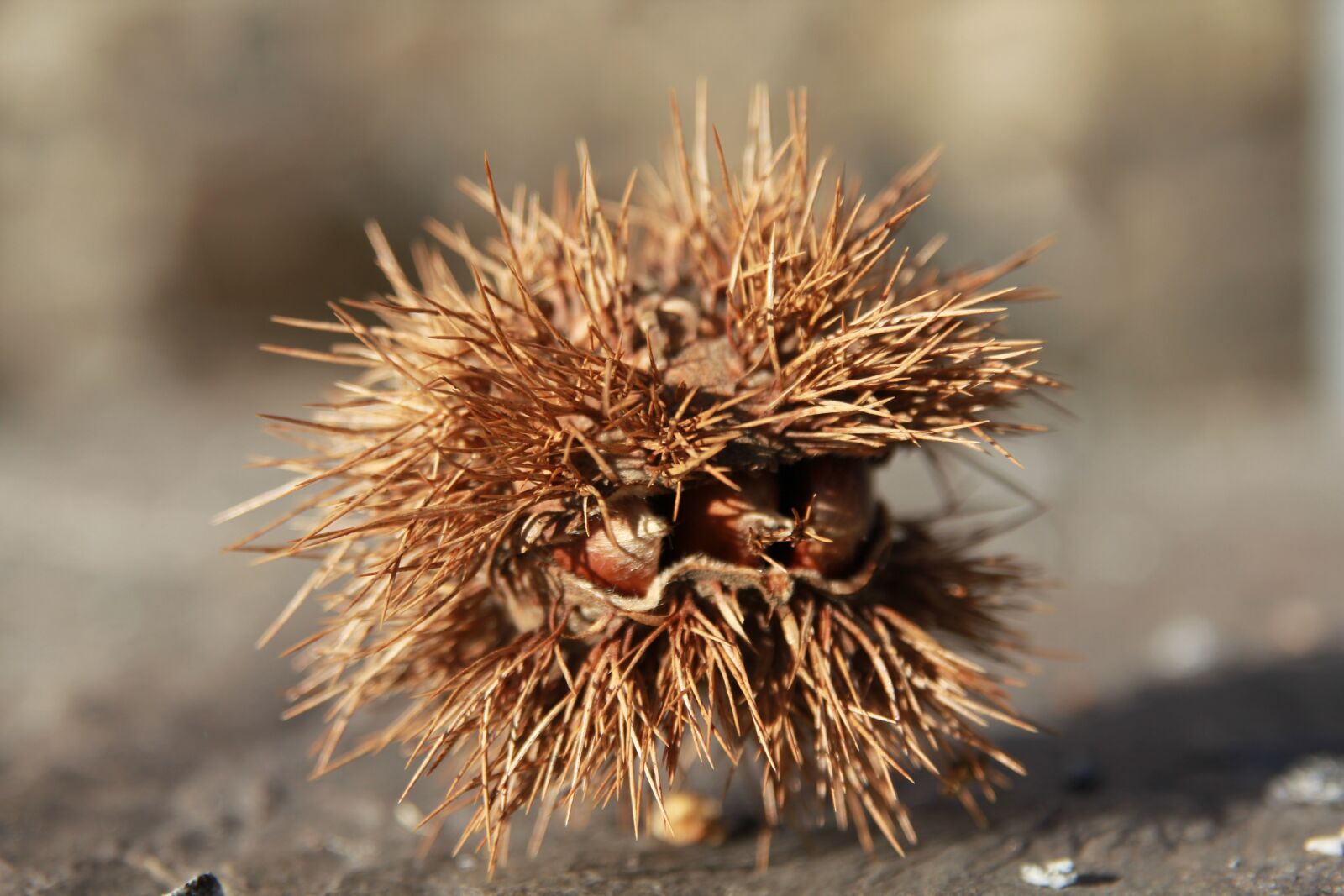 Canon EOS 60D sample photo. Prickly, marroni, chestnut shell photography