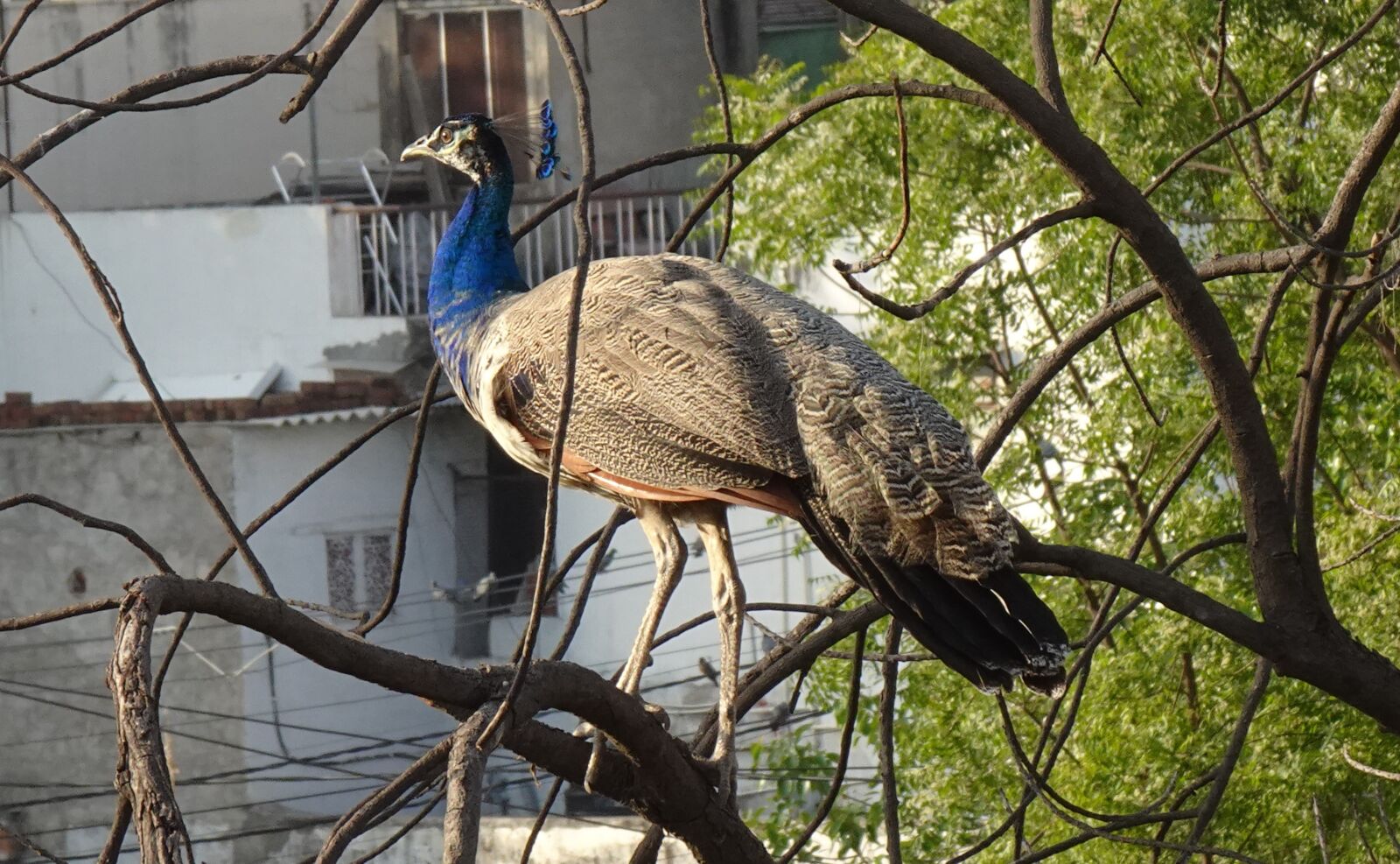 Sony DSC-WX800 sample photo. Peacock, bird, plumage photography