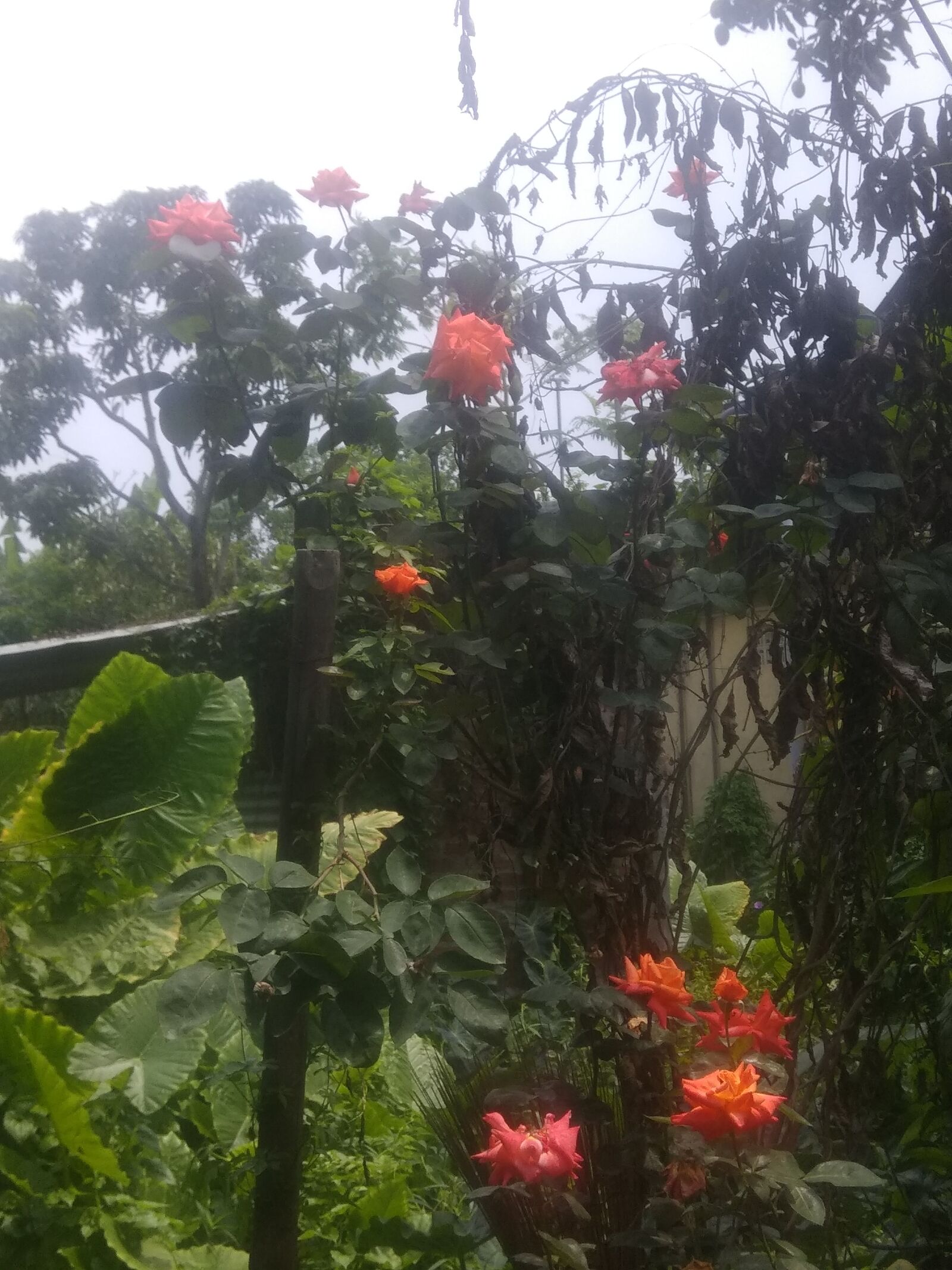 Xiaomi Redmi Note 4 sample photo. Roses, flower, growing wild photography