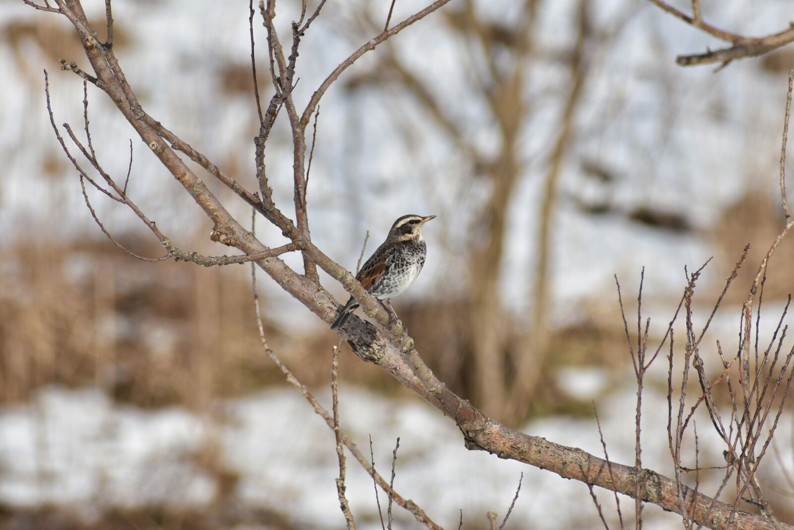 Nikon D7200 sample photo. Animal, forest, wood photography