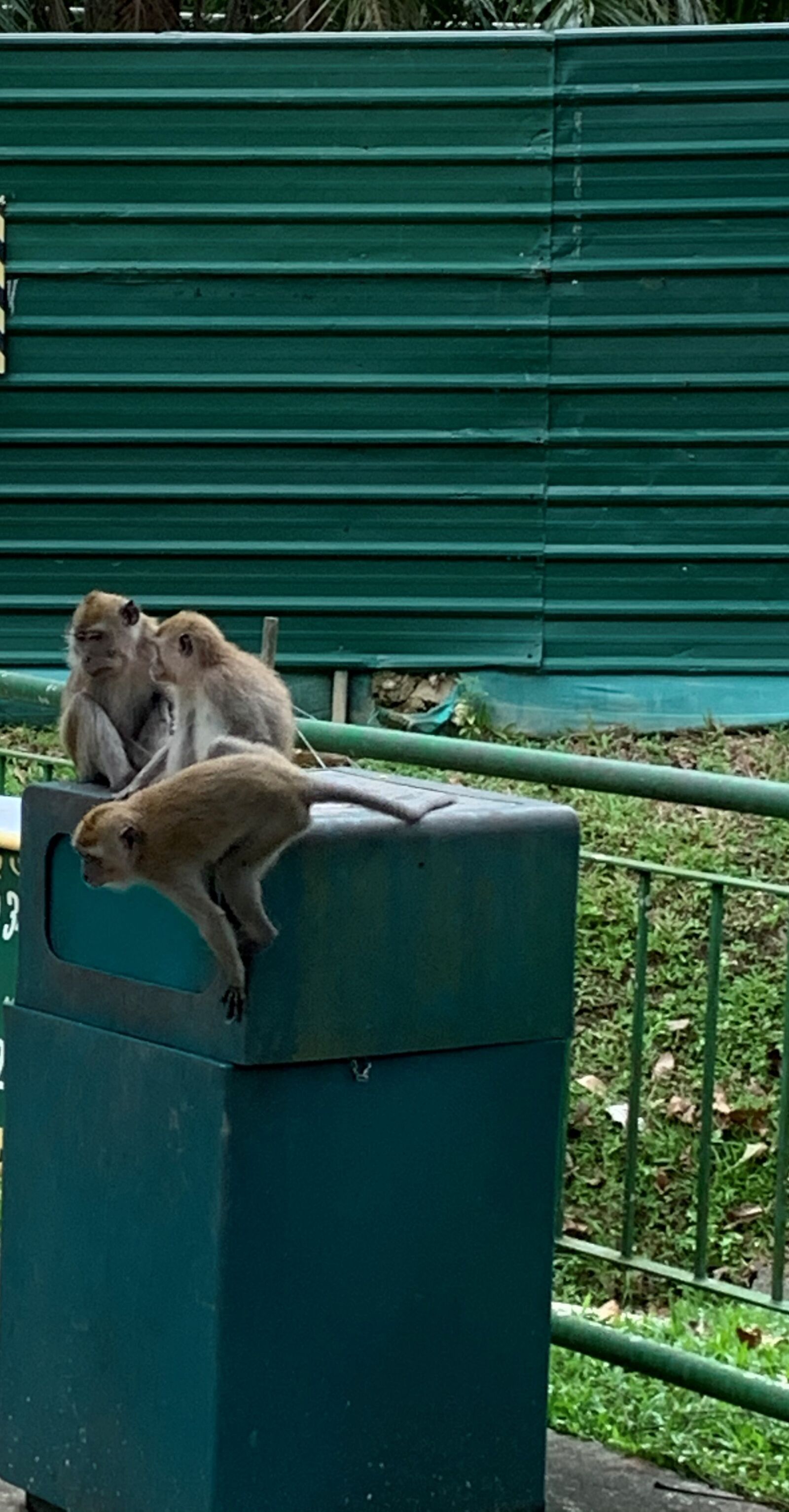 Apple iPhone XR sample photo. Funny, animal, adorable photography