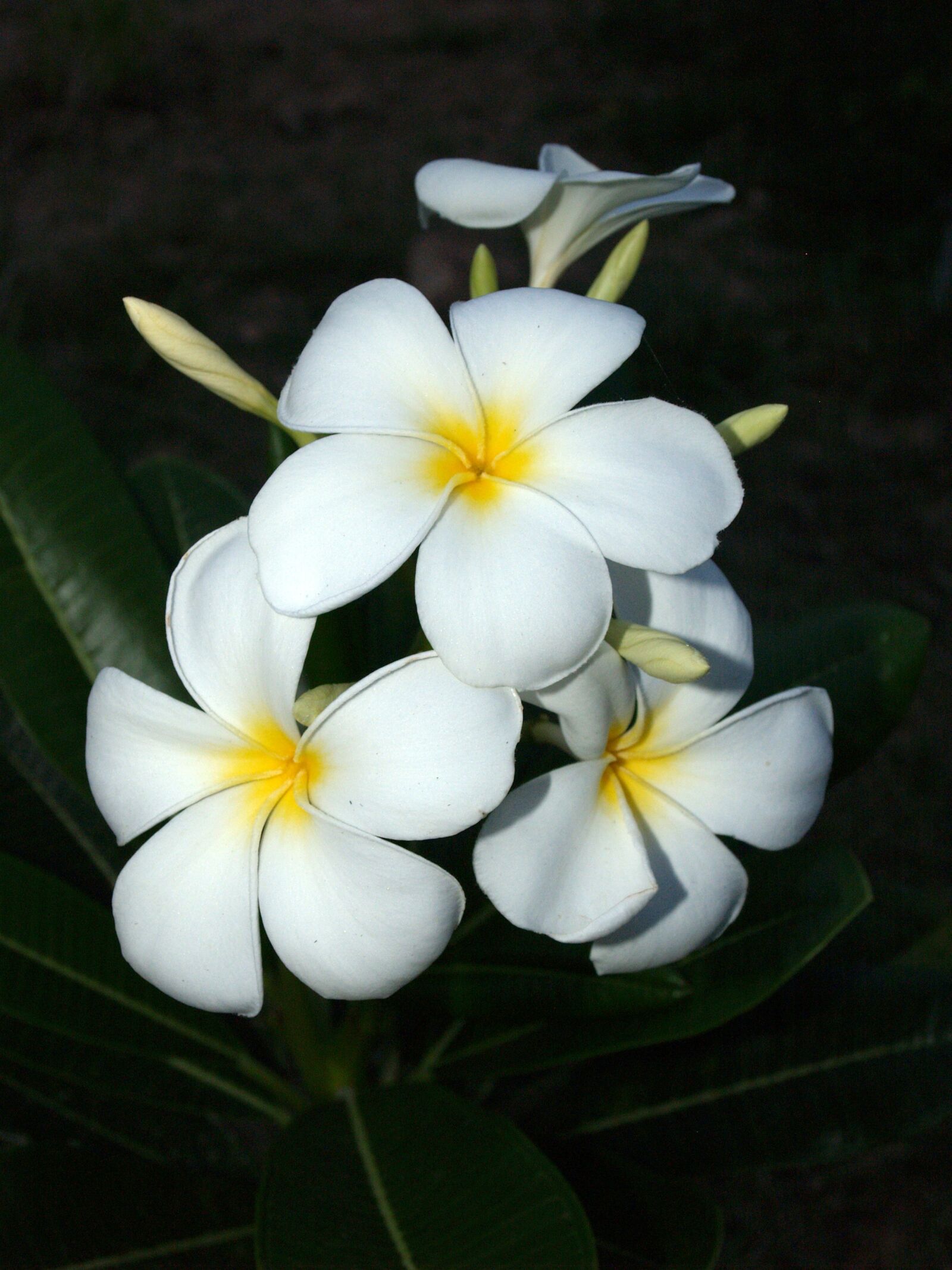 Olympus E-300 (EVOLT E-300) sample photo. Plumeria, closeup, tree photography