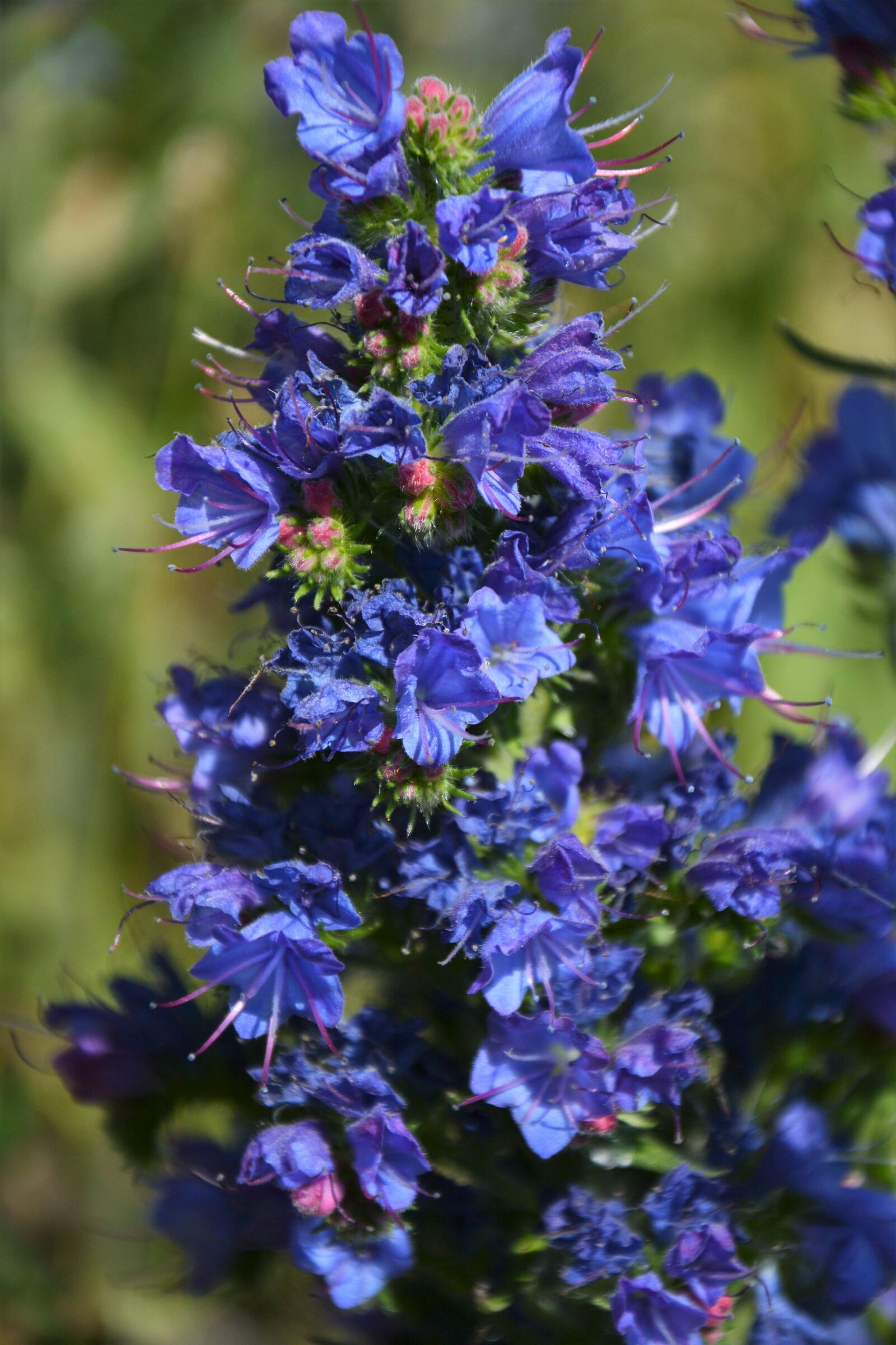 Nikon D7100 sample photo. Flower, nature, summer photography