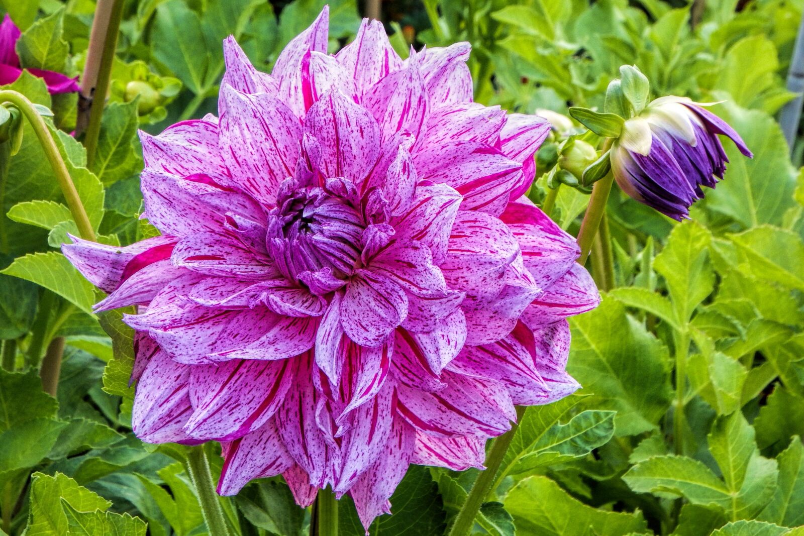 Fujifilm FinePix SL1000 sample photo. Dahlia, pink, blossom photography