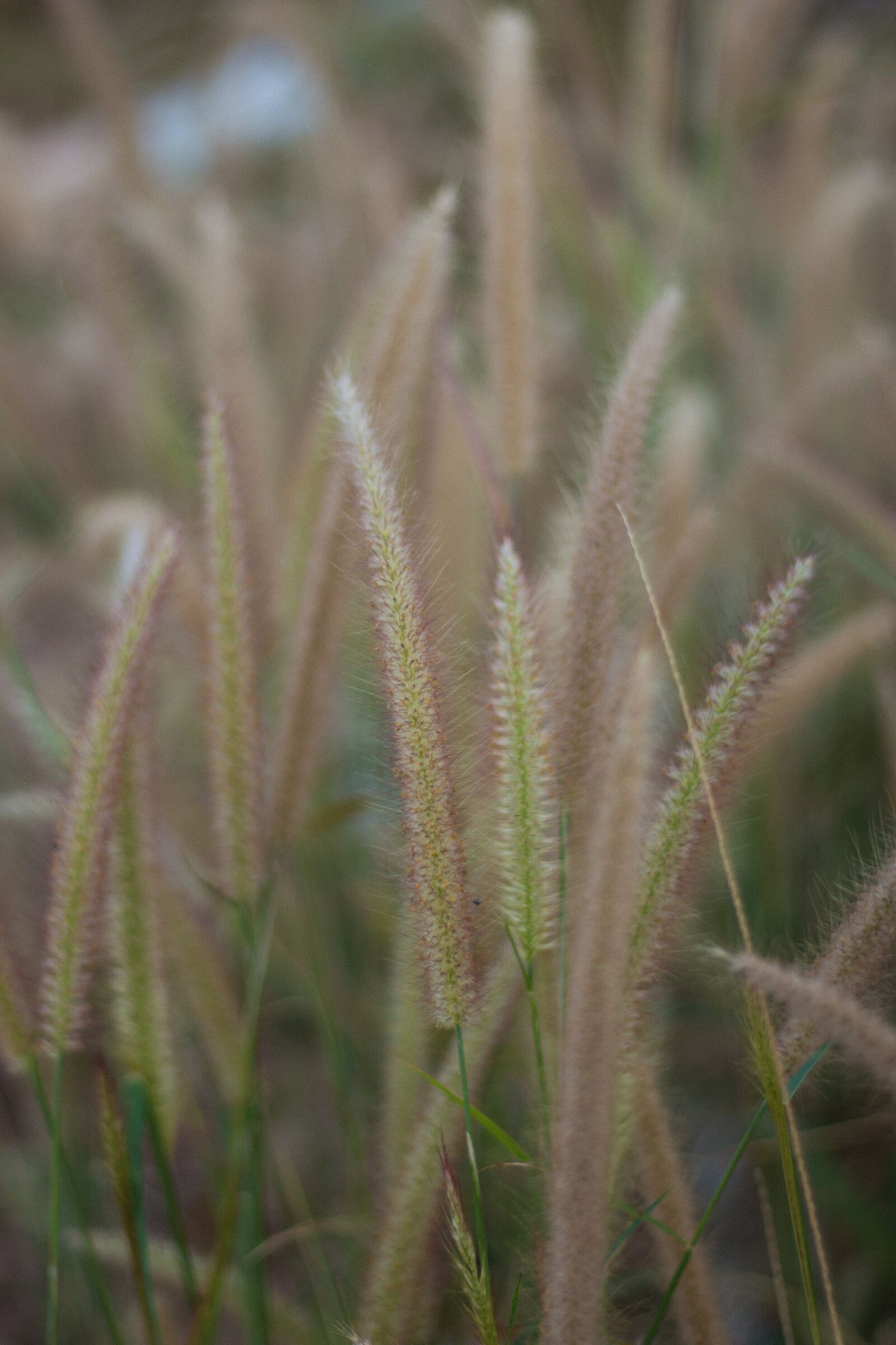 Canon EOS 700D (EOS Rebel T5i / EOS Kiss X7i) + Canon EF 50mm F1.8 STM sample photo. Flowering grass, nature, mead photography