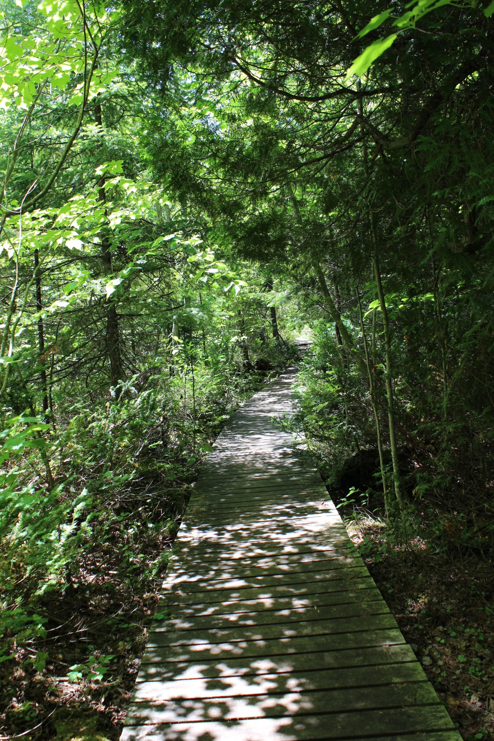 Canon EOS 600D (Rebel EOS T3i / EOS Kiss X5) sample photo. Forest, trail, flowerpot island photography