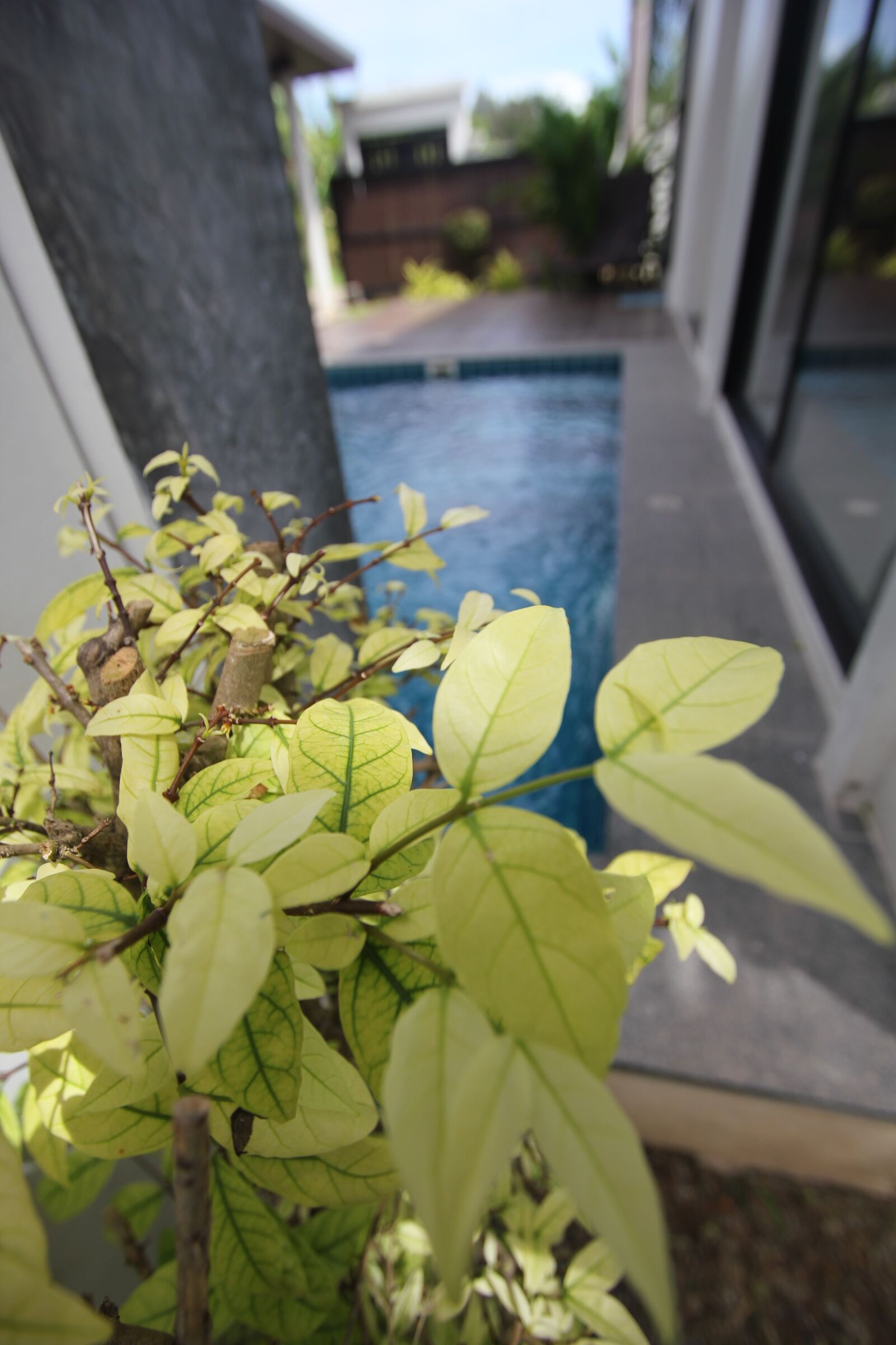 Canon EOS 550D (EOS Rebel T2i / EOS Kiss X4) sample photo. Phuket, thailand, autumn leaves photography