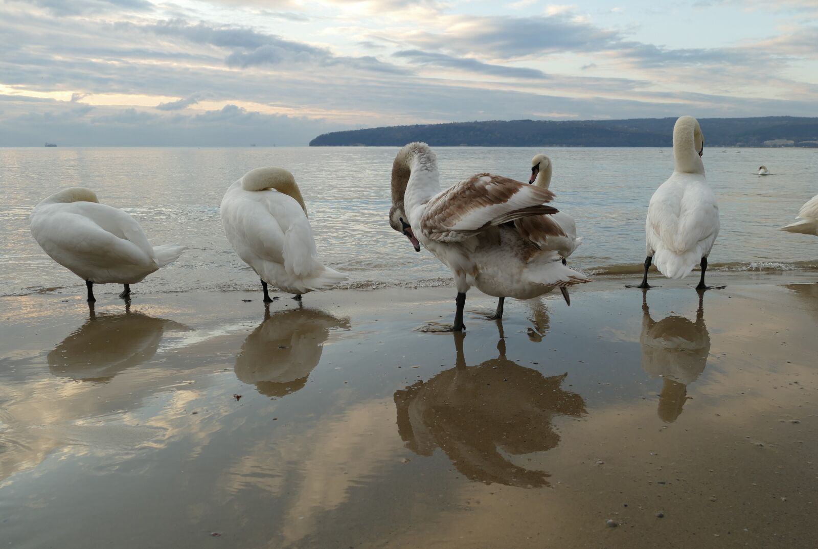 Panasonic Lumix DMC-FZ1000 sample photo. Swan, sea, clouds photography