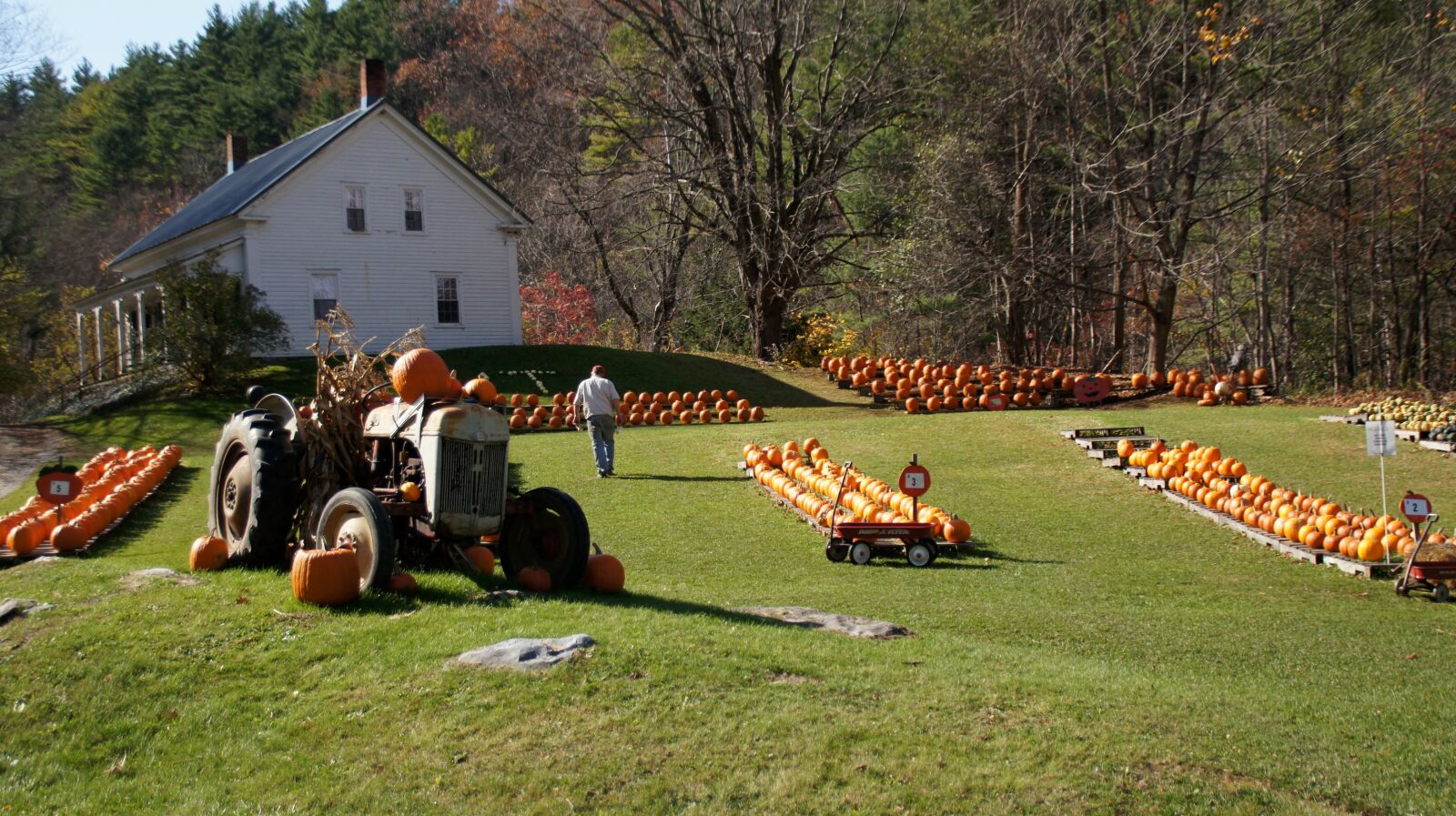 Sony SLT-A55 (SLT-A55V) sample photo. New england, farm, pumpkins photography