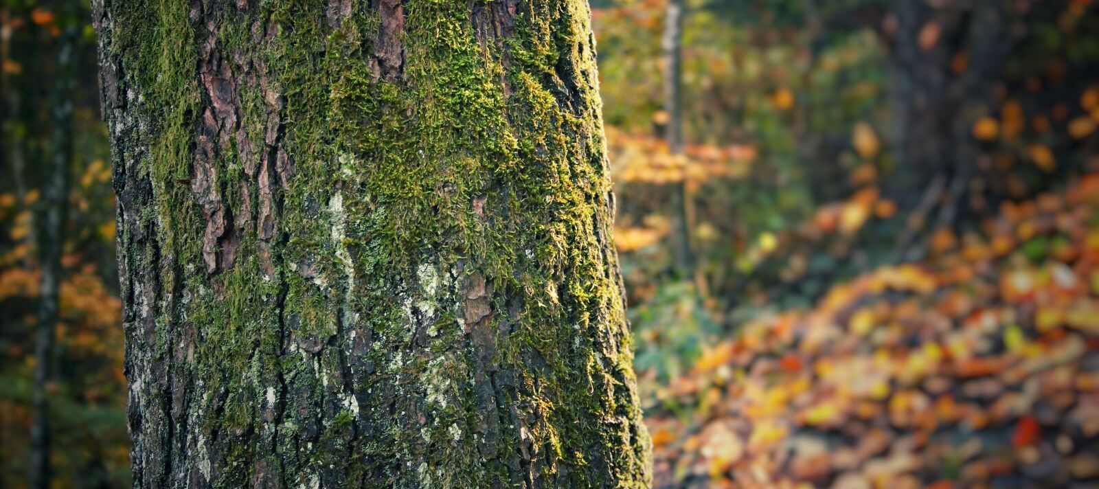 Canon EOS 600D (Rebel EOS T3i / EOS Kiss X5) sample photo. Tree, nature, trunk photography