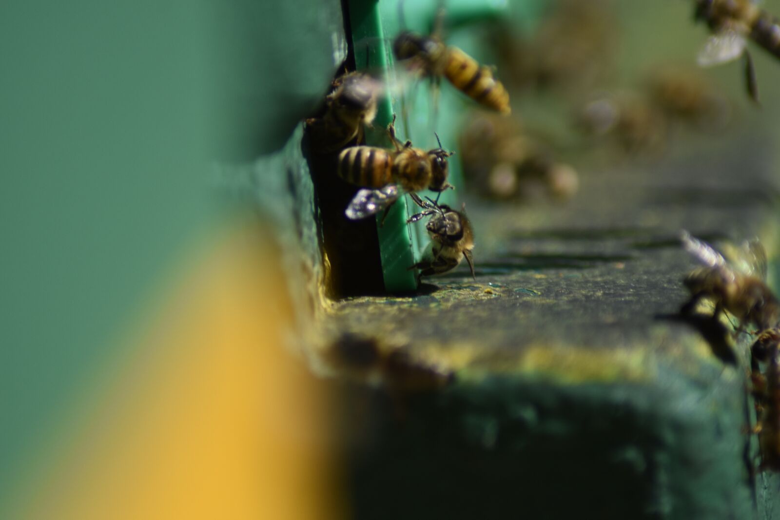 Nikon D3400 sample photo. Bee, beekeeping, macro photography