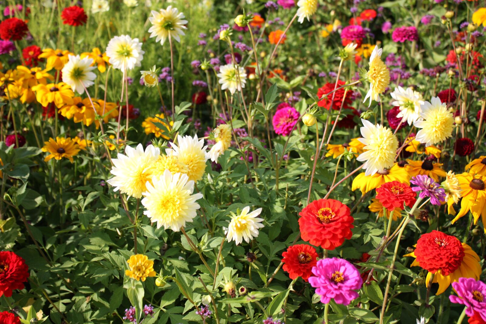 Canon EOS 450D (EOS Rebel XSi / EOS Kiss X2) sample photo. Flower meadow, country garden photography