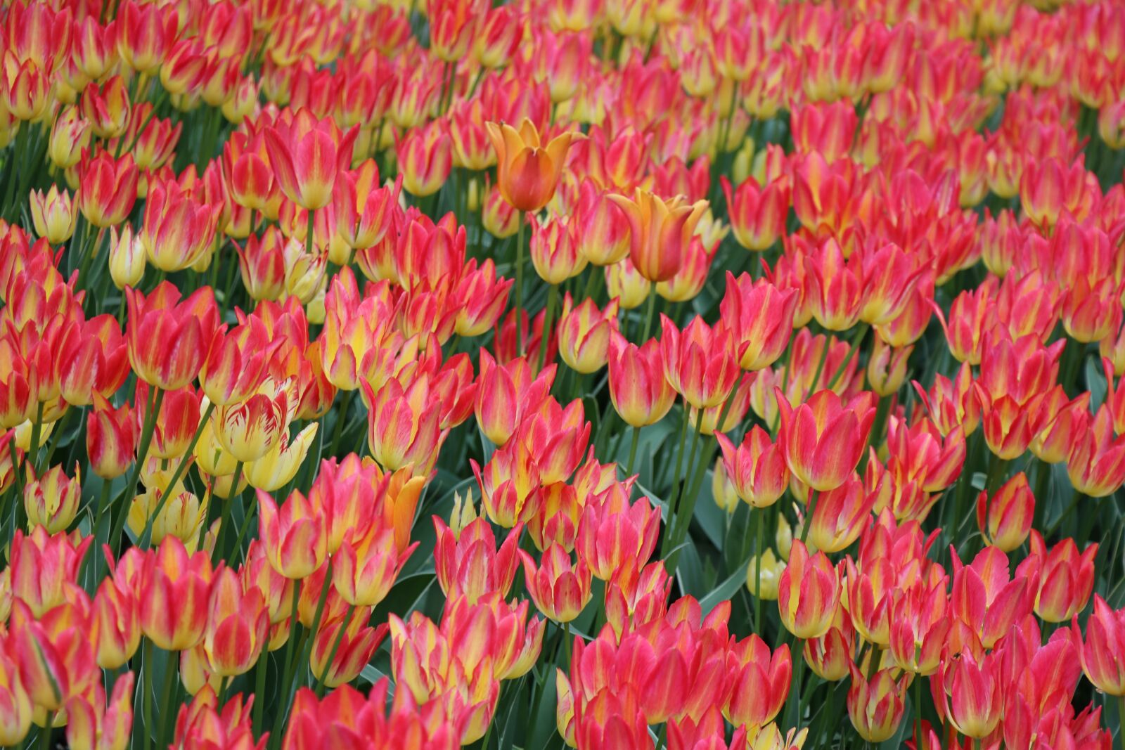 Canon EF-S 18-135mm F3.5-5.6 IS USM sample photo. Flowers, spring, spring flower photography